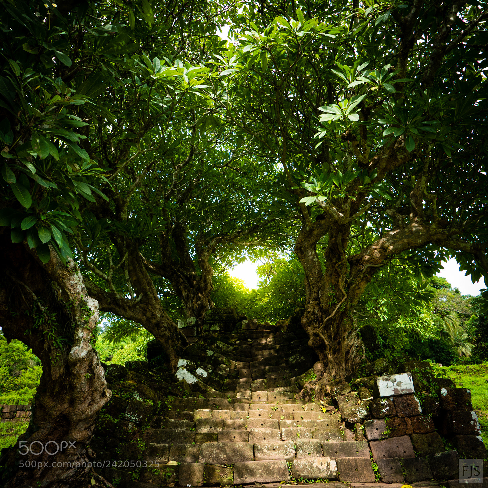 Panasonic Lumix DMC-LX100 sample photo. Tunnel of trees photography
