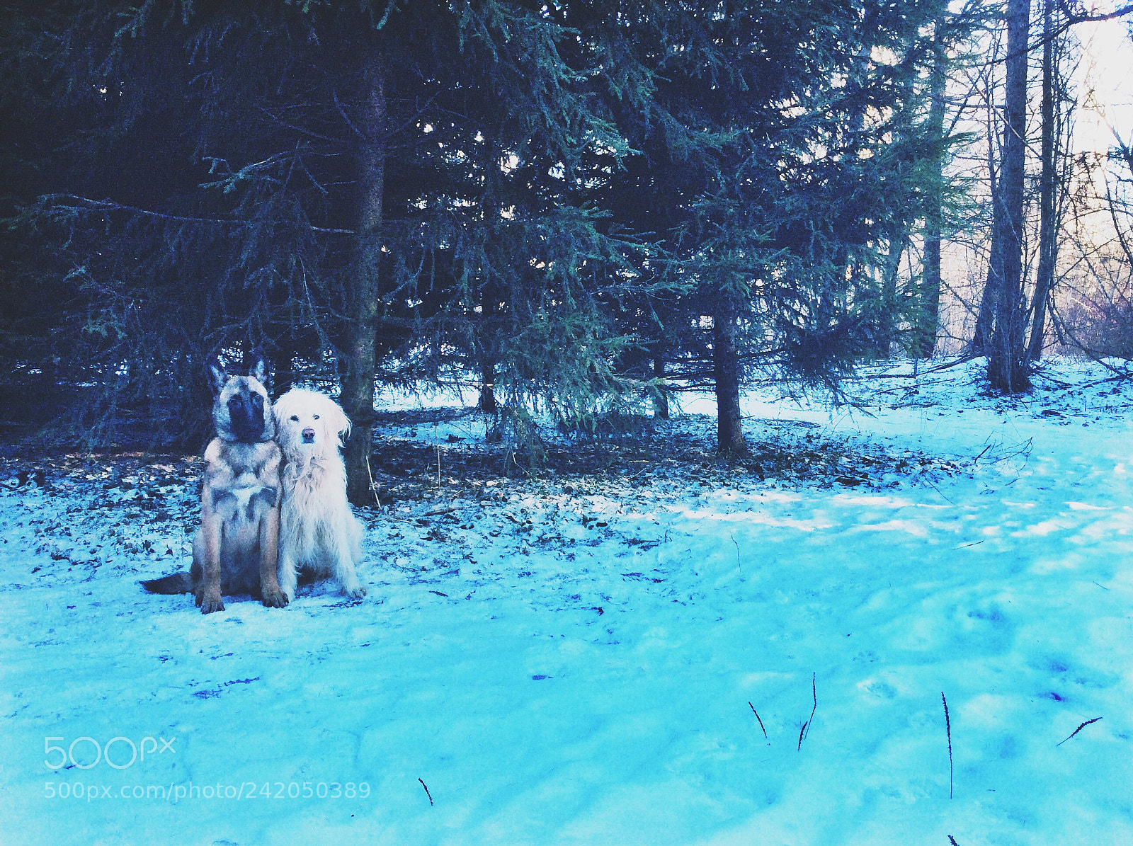 Apple iPad Air sample photo. Malinois and catalan shepherd photography