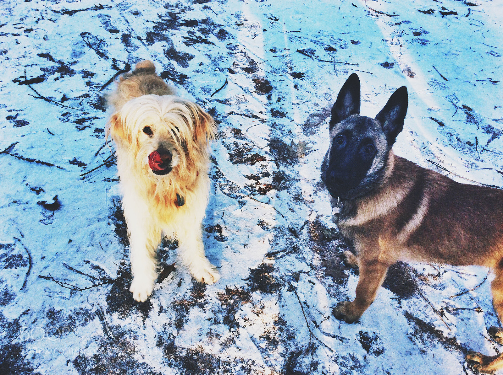 Apple iPad Air sample photo. Malinois and catalan shepherd photography