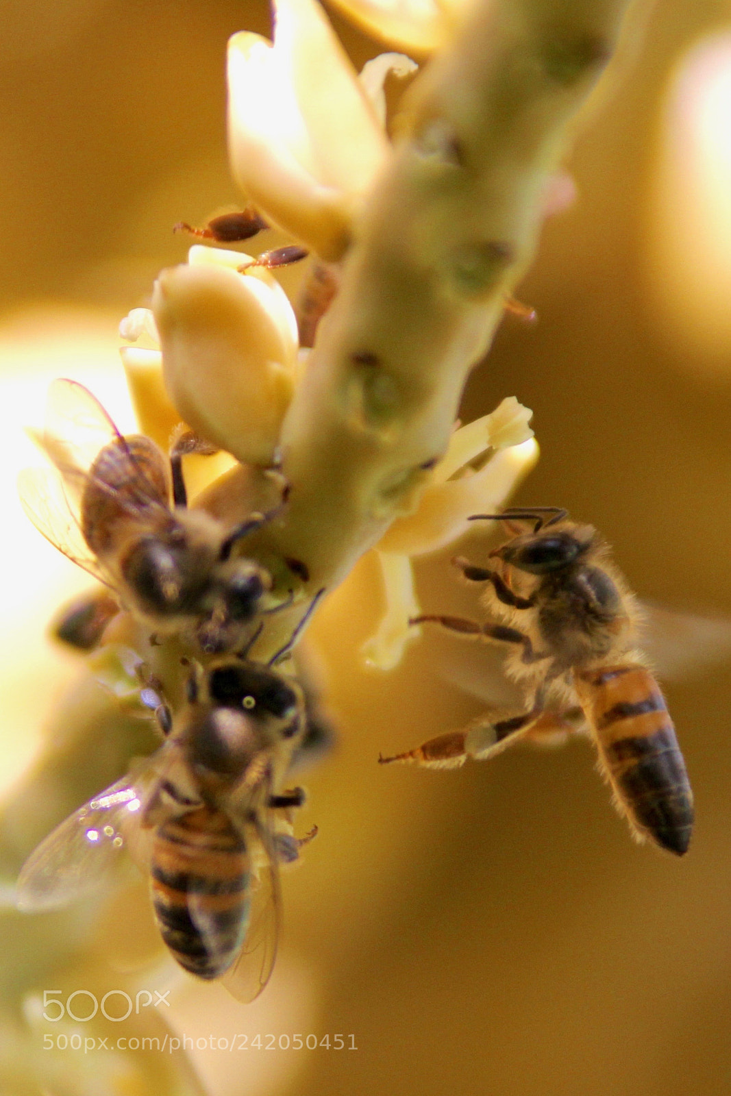 Canon EOS 60D sample photo. Bee photography