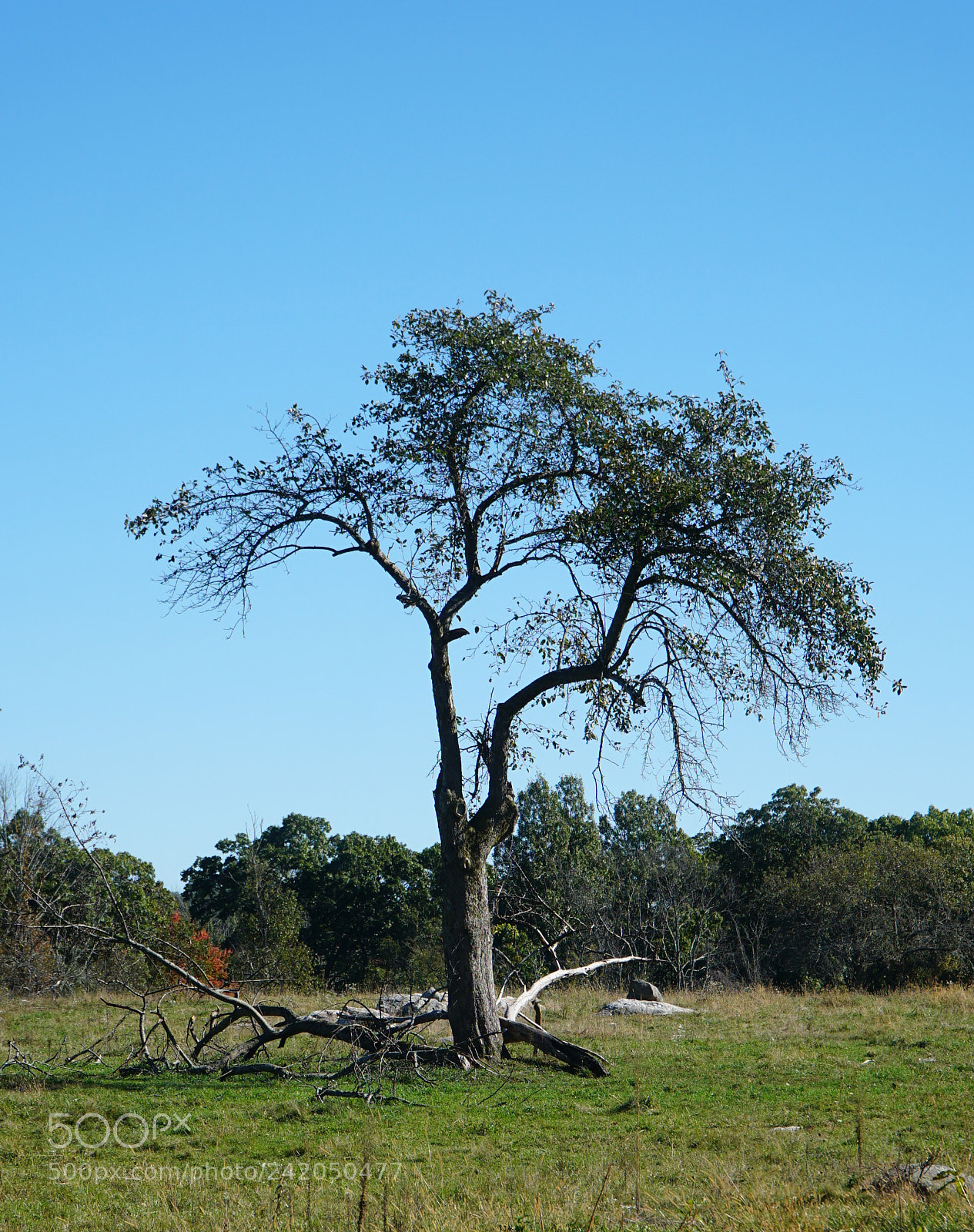 Sony a6500 sample photo. Dying tree photography