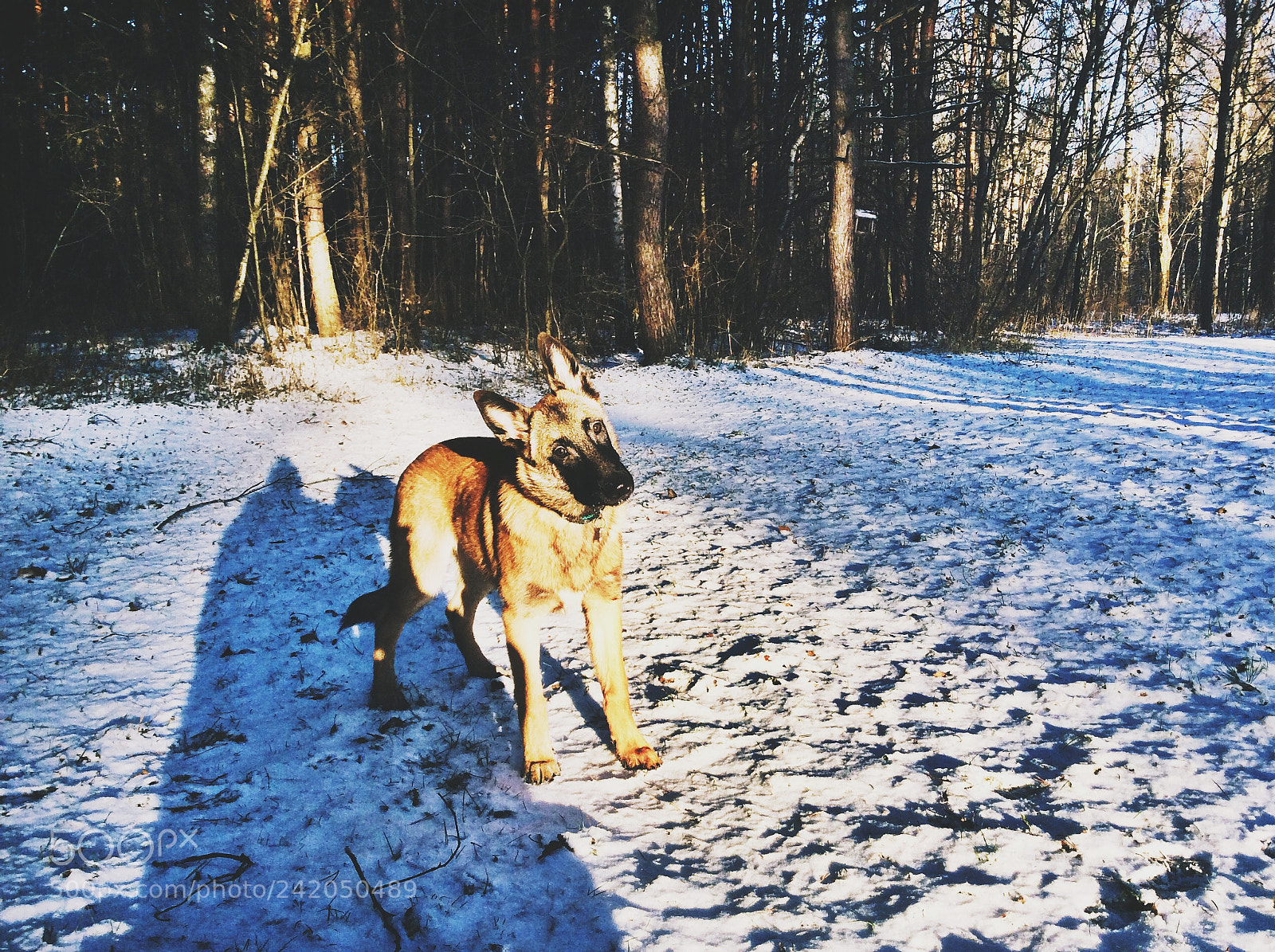 Apple iPad Air sample photo. Malinois photography