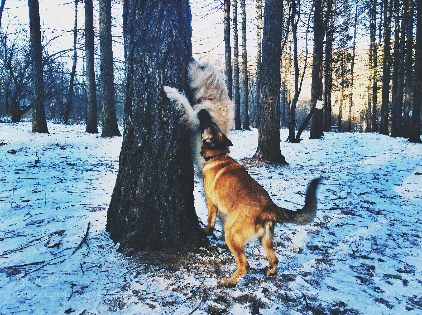 Apple iPad Air sample photo. Malinois and catalan shepherd photography