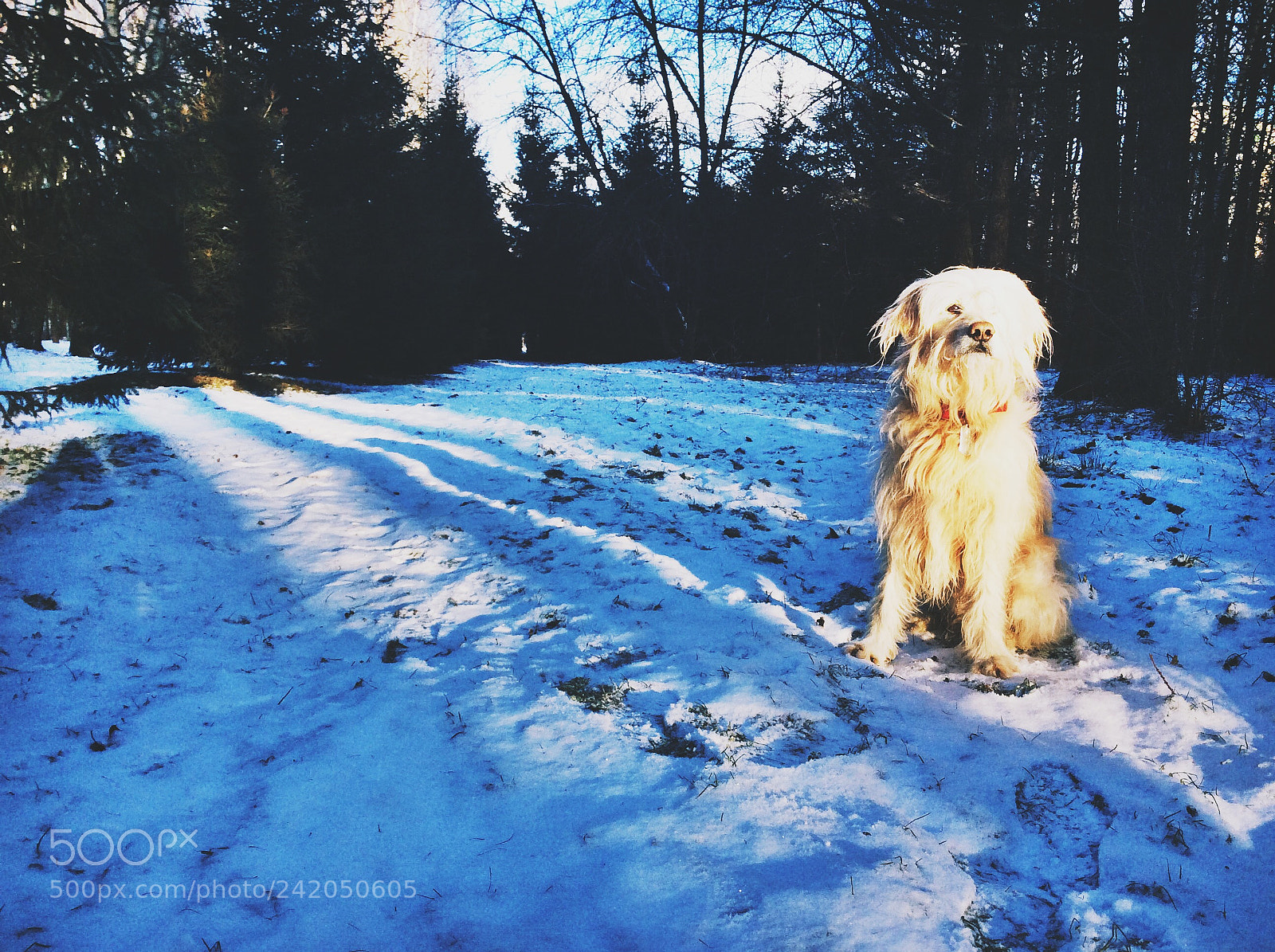Apple iPad Air sample photo. Catalan shepherd photography