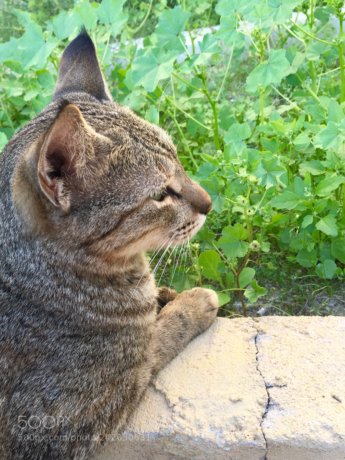 Apple iPhone 6 sample photo. Untitled photography