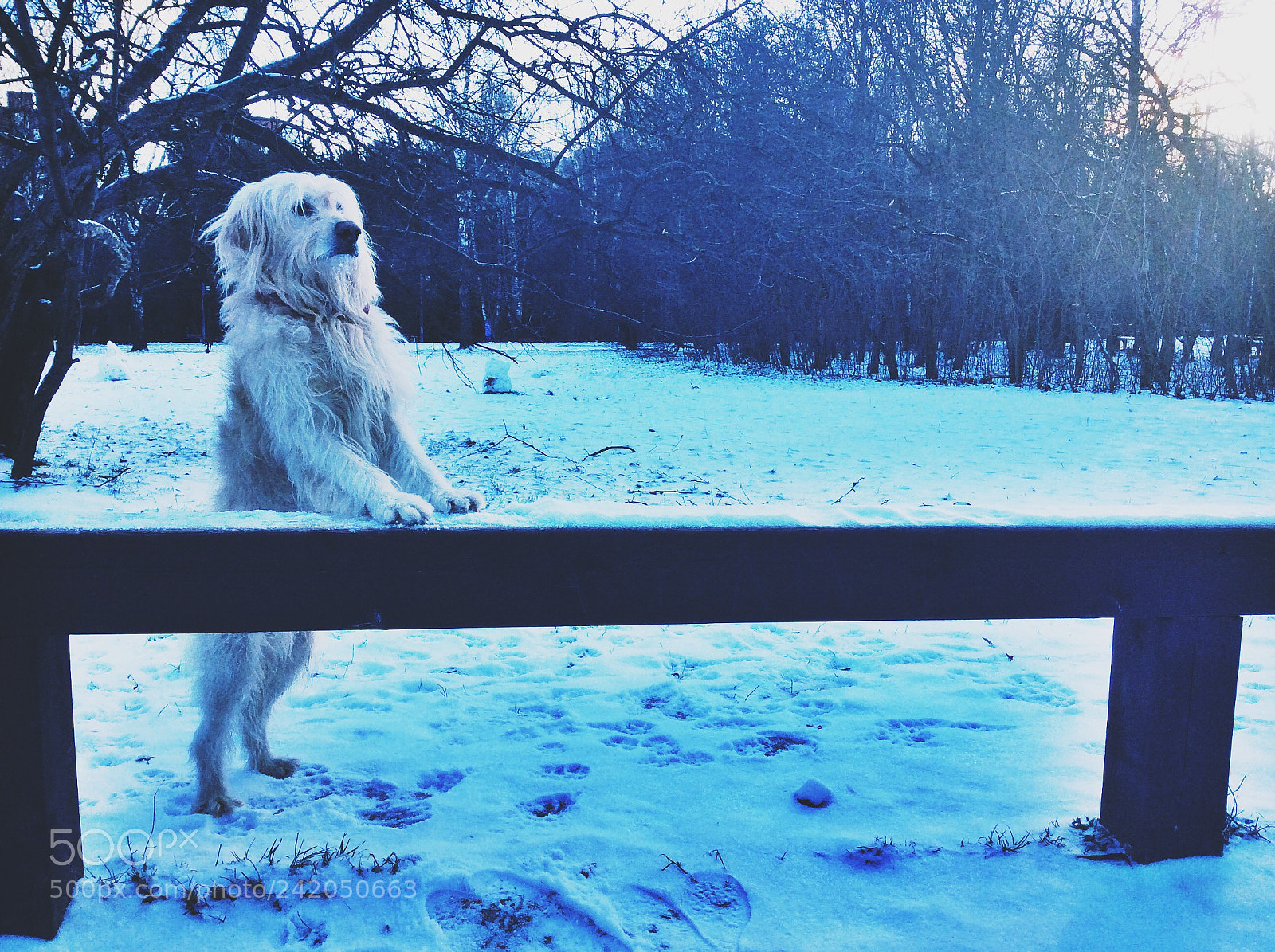 Apple iPad Air sample photo. Catalan shepherd photography