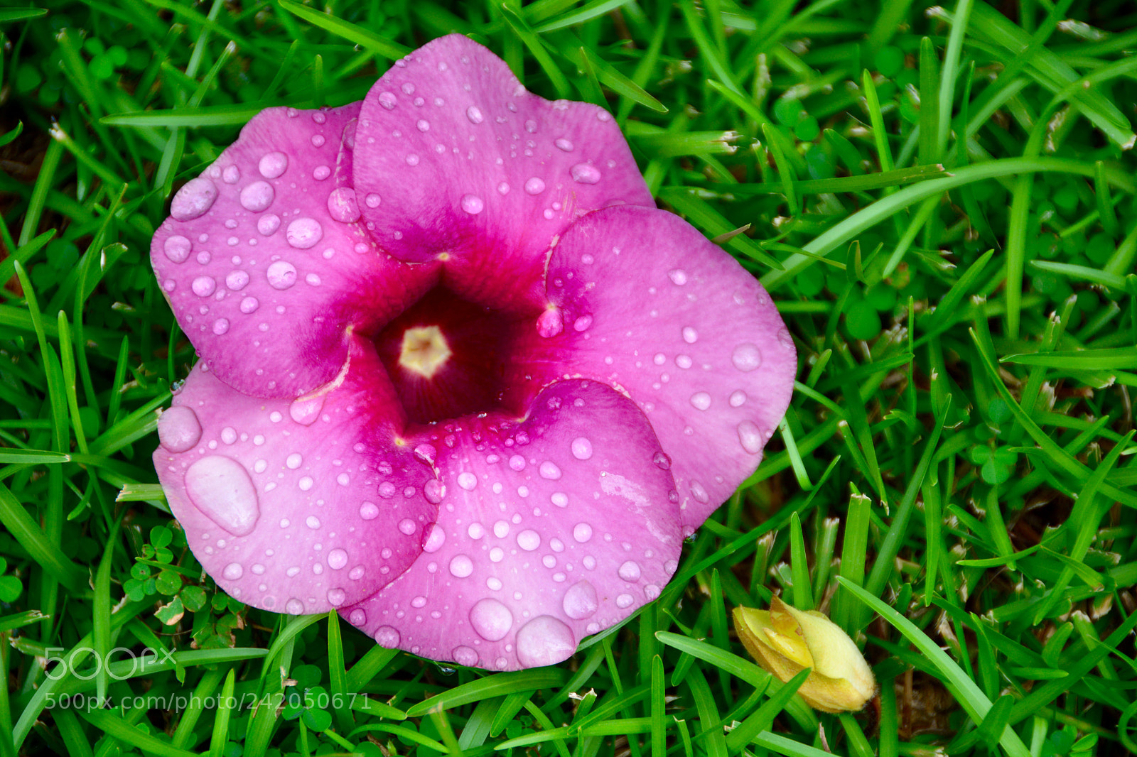 Nikon D7100 sample photo. After the rain photography