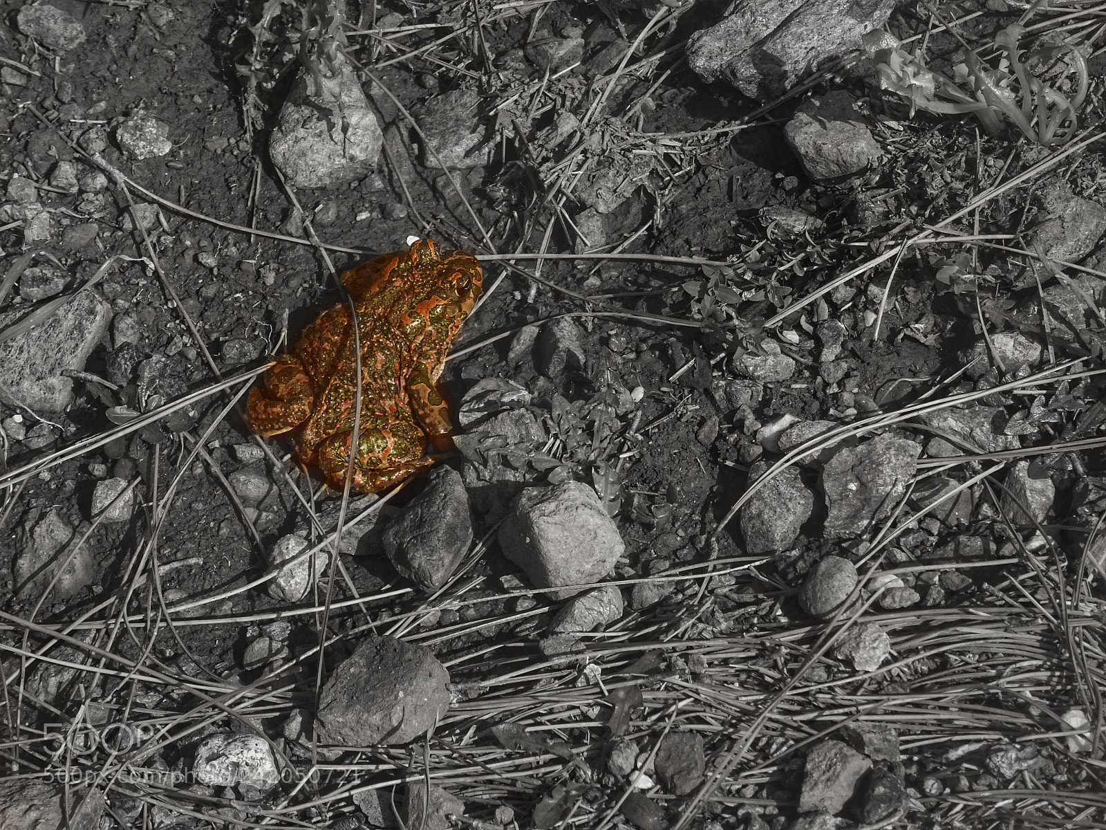 Sony DSC-HX60 sample photo. The frog photography
