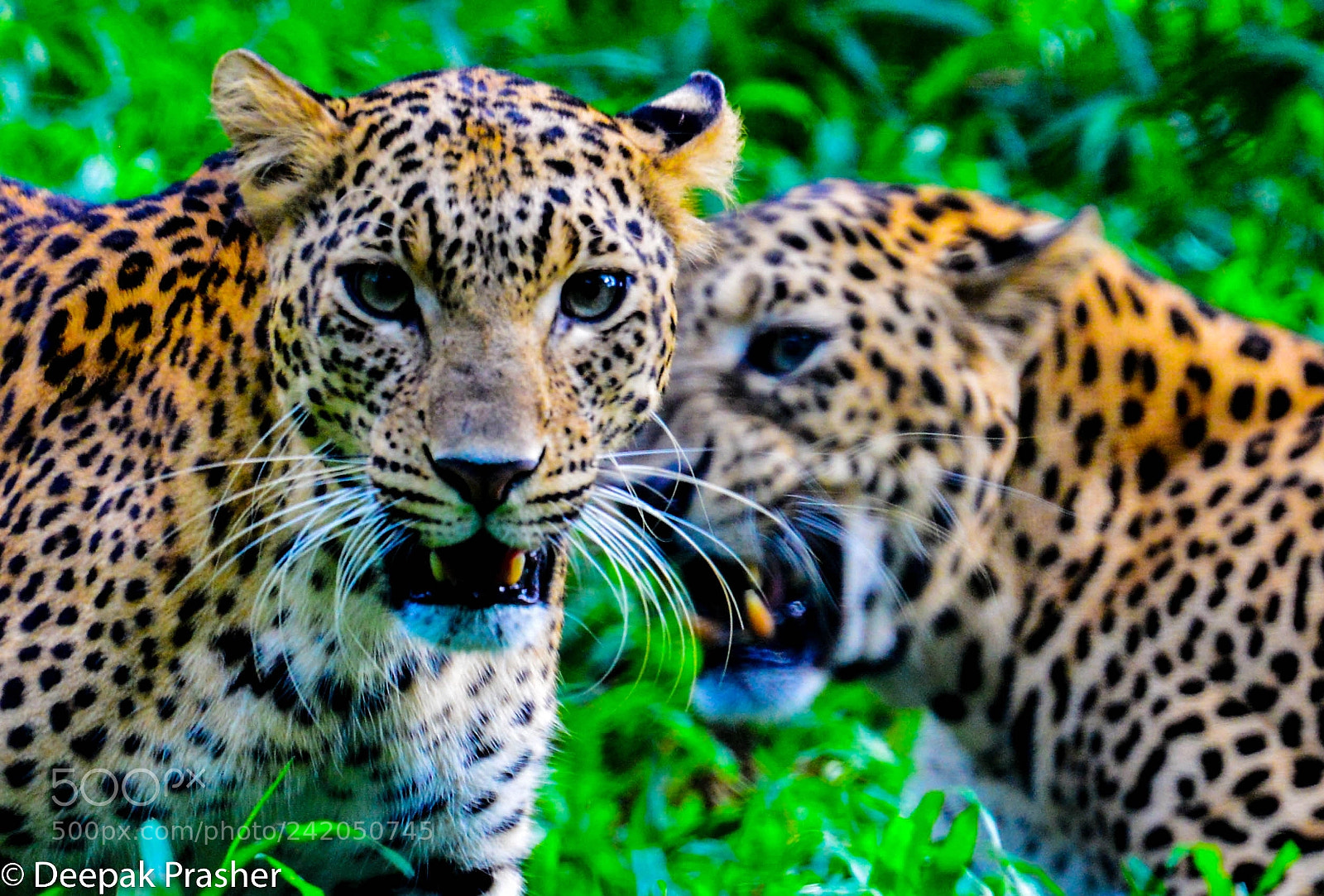Nikon D800 sample photo. Spotted friends photography
