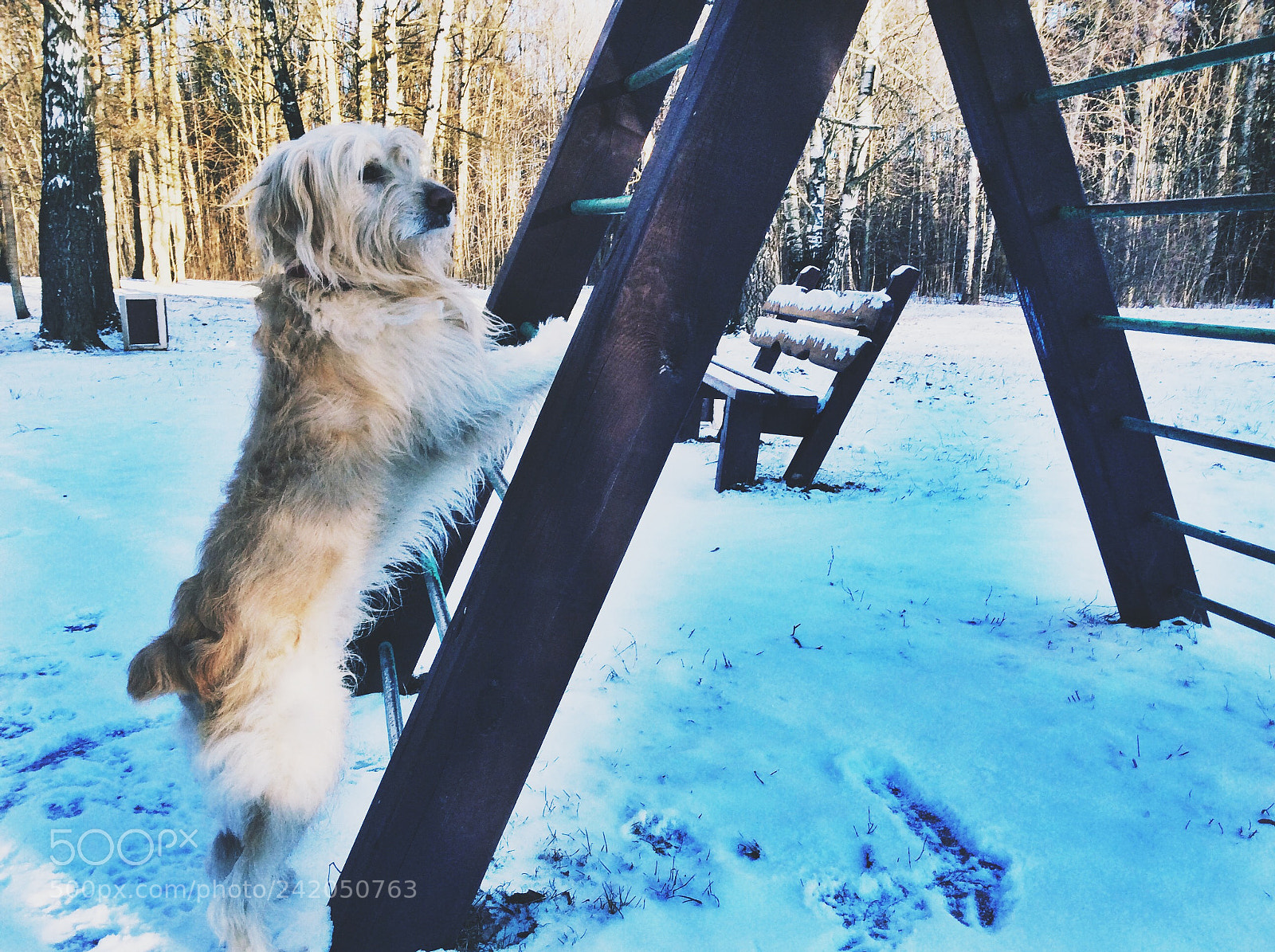 Apple iPad Air sample photo. Catalan shepherd photography