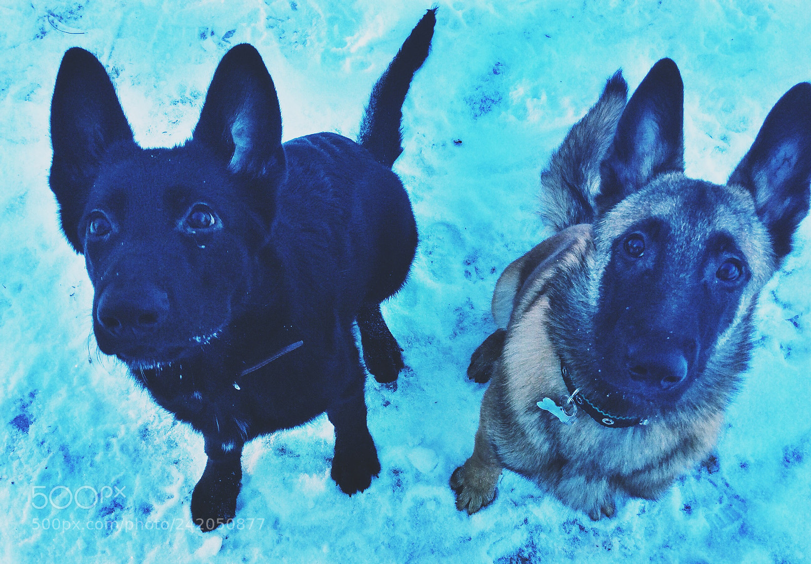 Apple iPad Air sample photo. Malinois and german shepherd photography