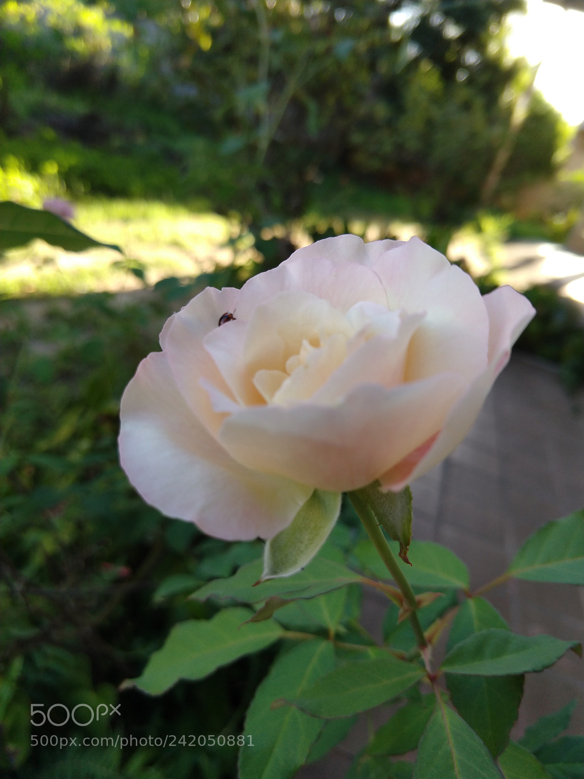 Motorola moto x4 sample photo. Untitled photography