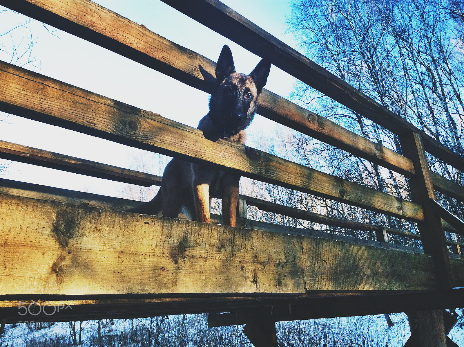 Apple iPad Air sample photo. Malinois photography