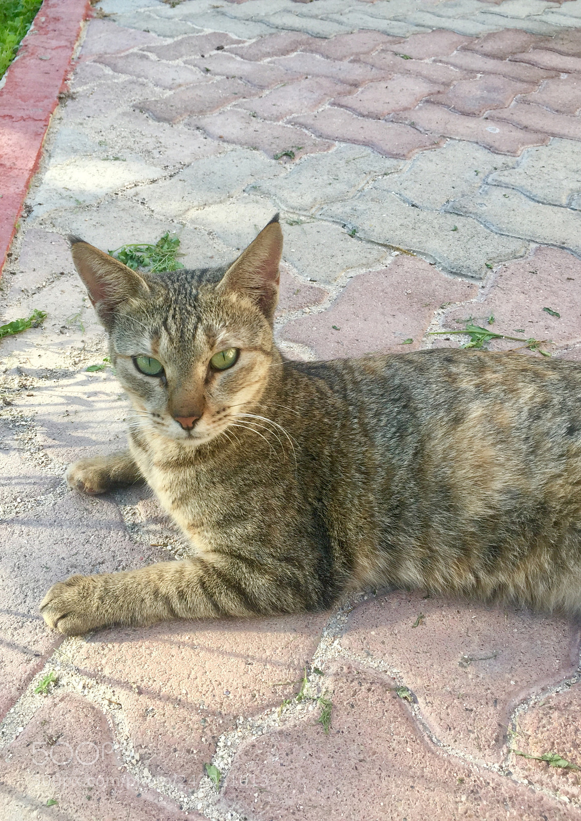 Apple iPhone 6 sample photo. Gaze photography