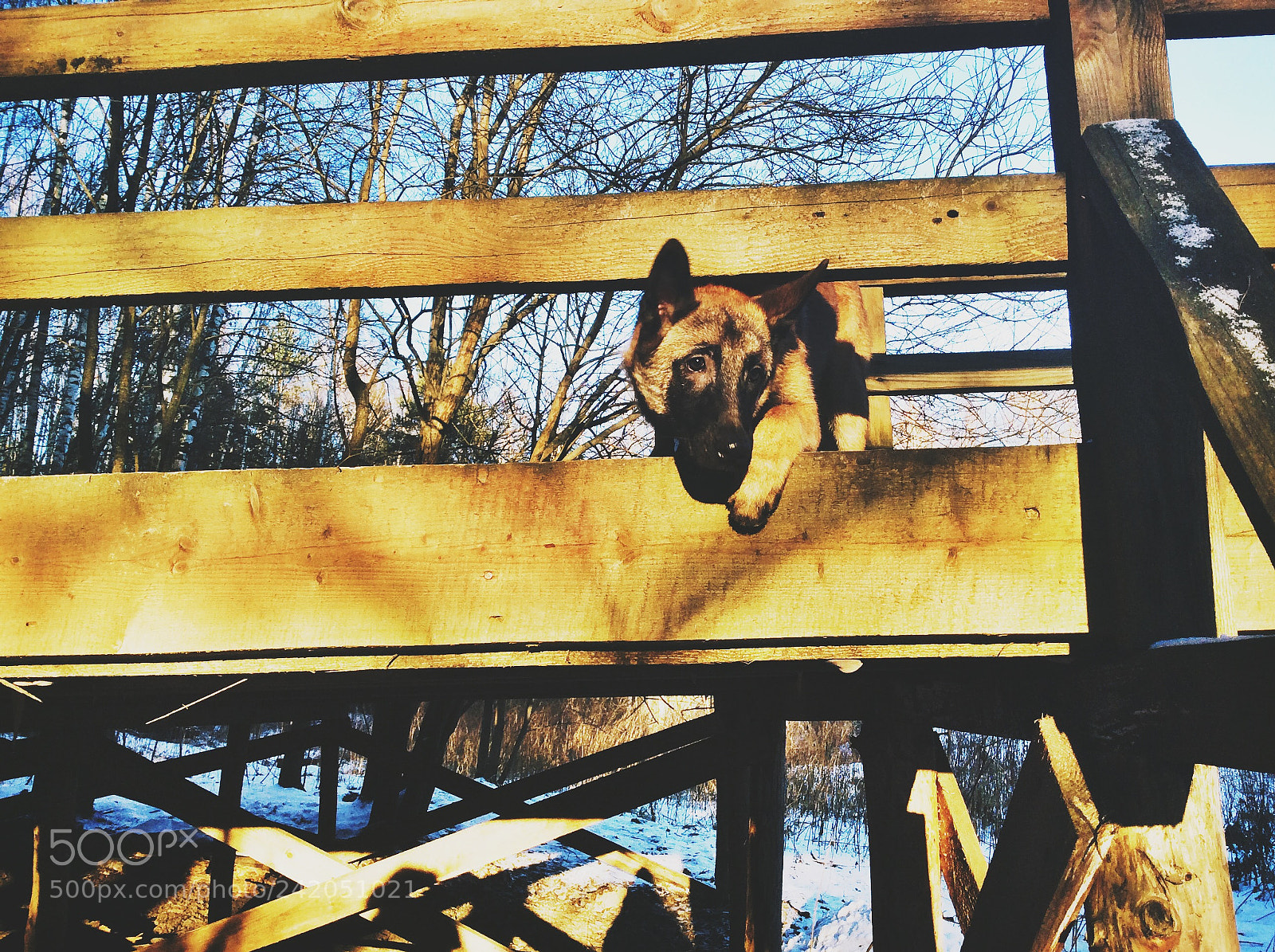 Apple iPad Air sample photo. Malinois photography