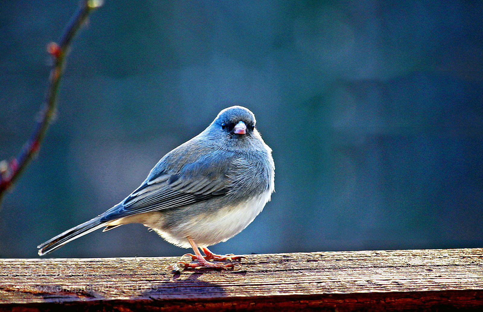 Canon EOS 700D (EOS Rebel T5i / EOS Kiss X7i) sample photo. A backyard beauty photography