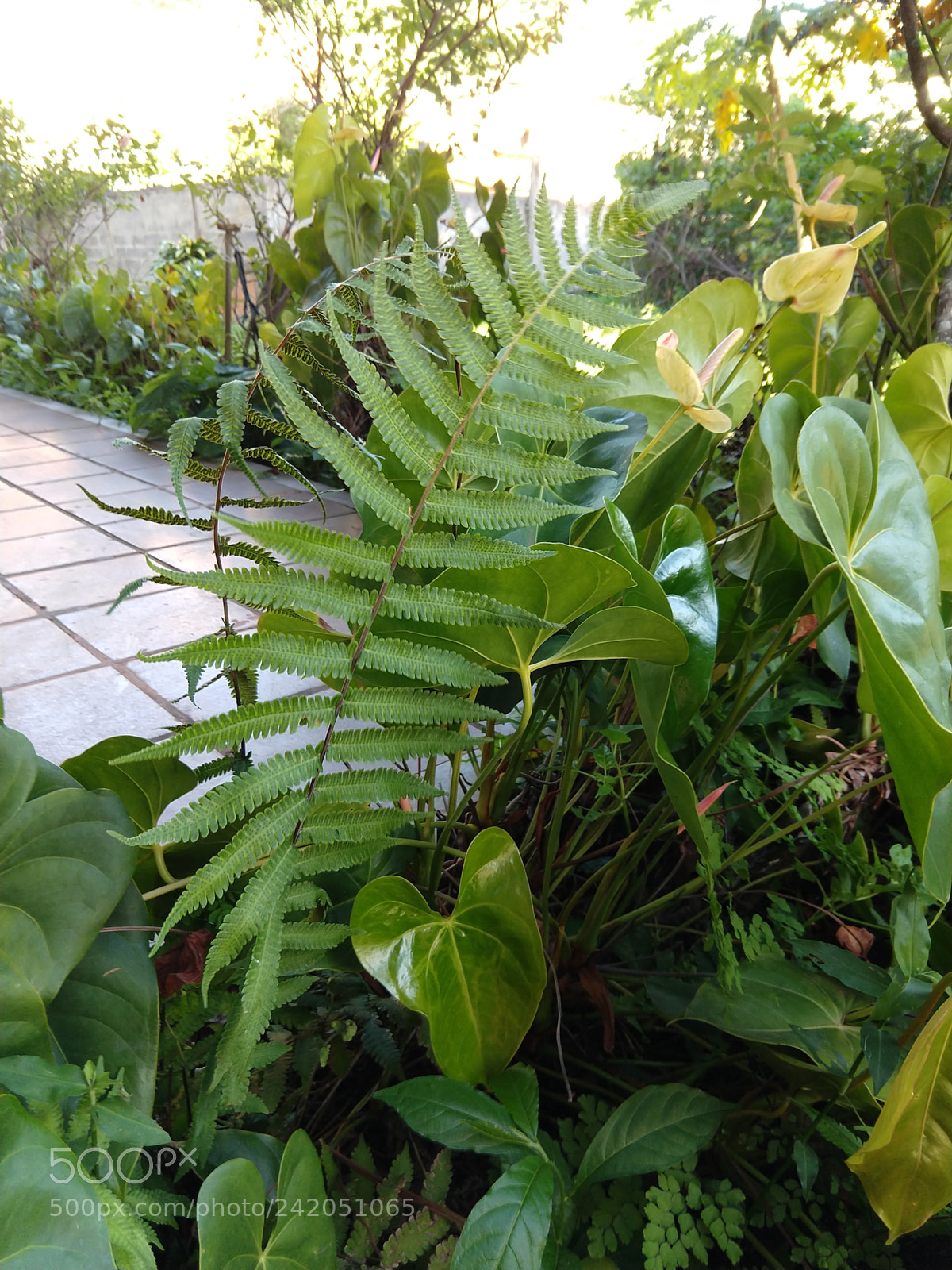 Motorola moto x4 sample photo. Untitled photography
