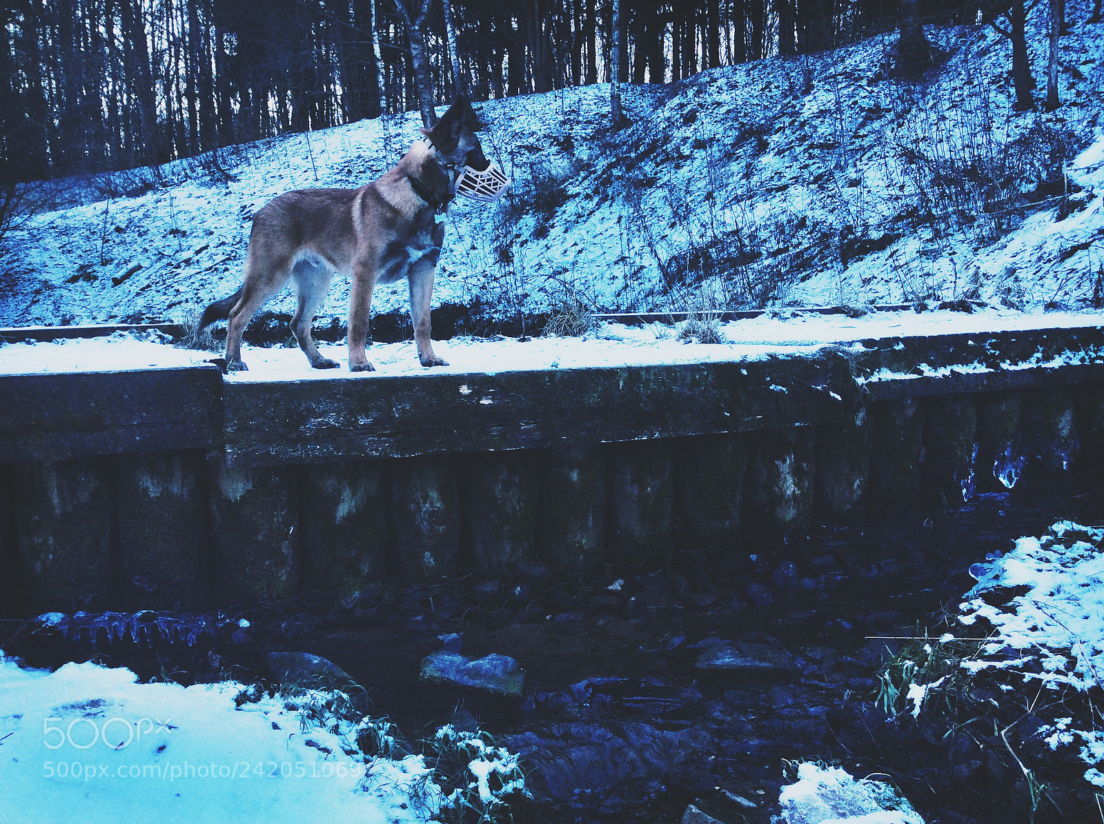 Apple iPad Air sample photo. Malinois photography