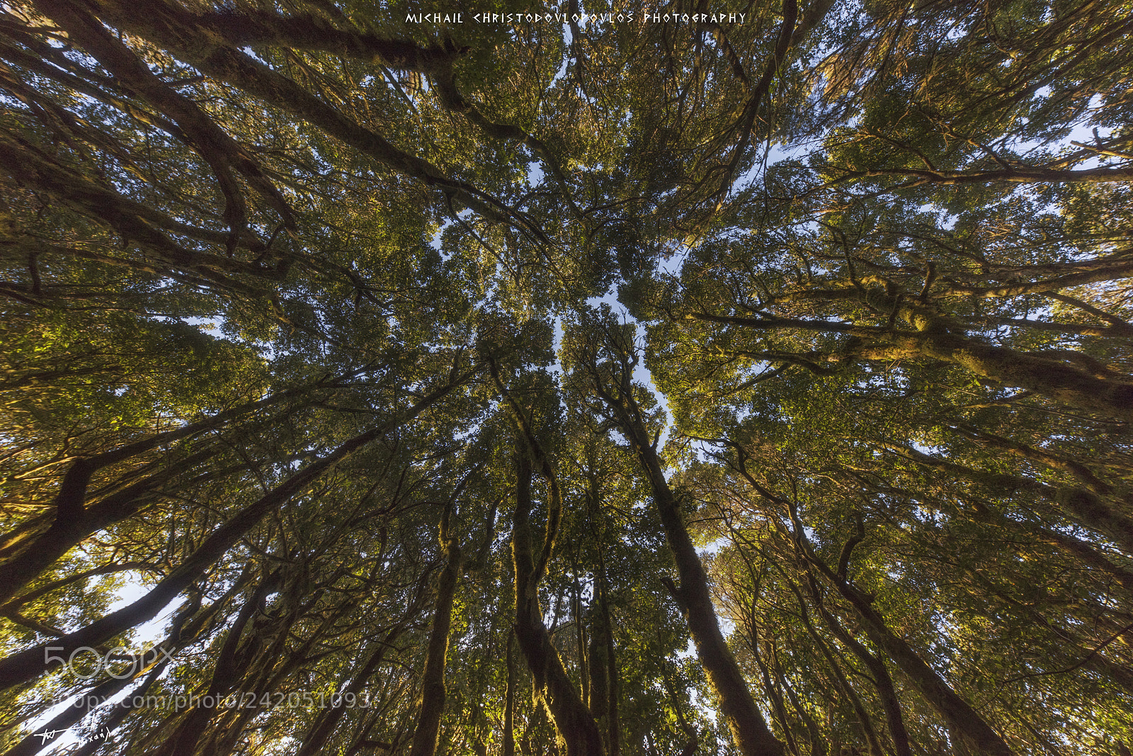Nikon D810 sample photo. Garajonay national park la photography