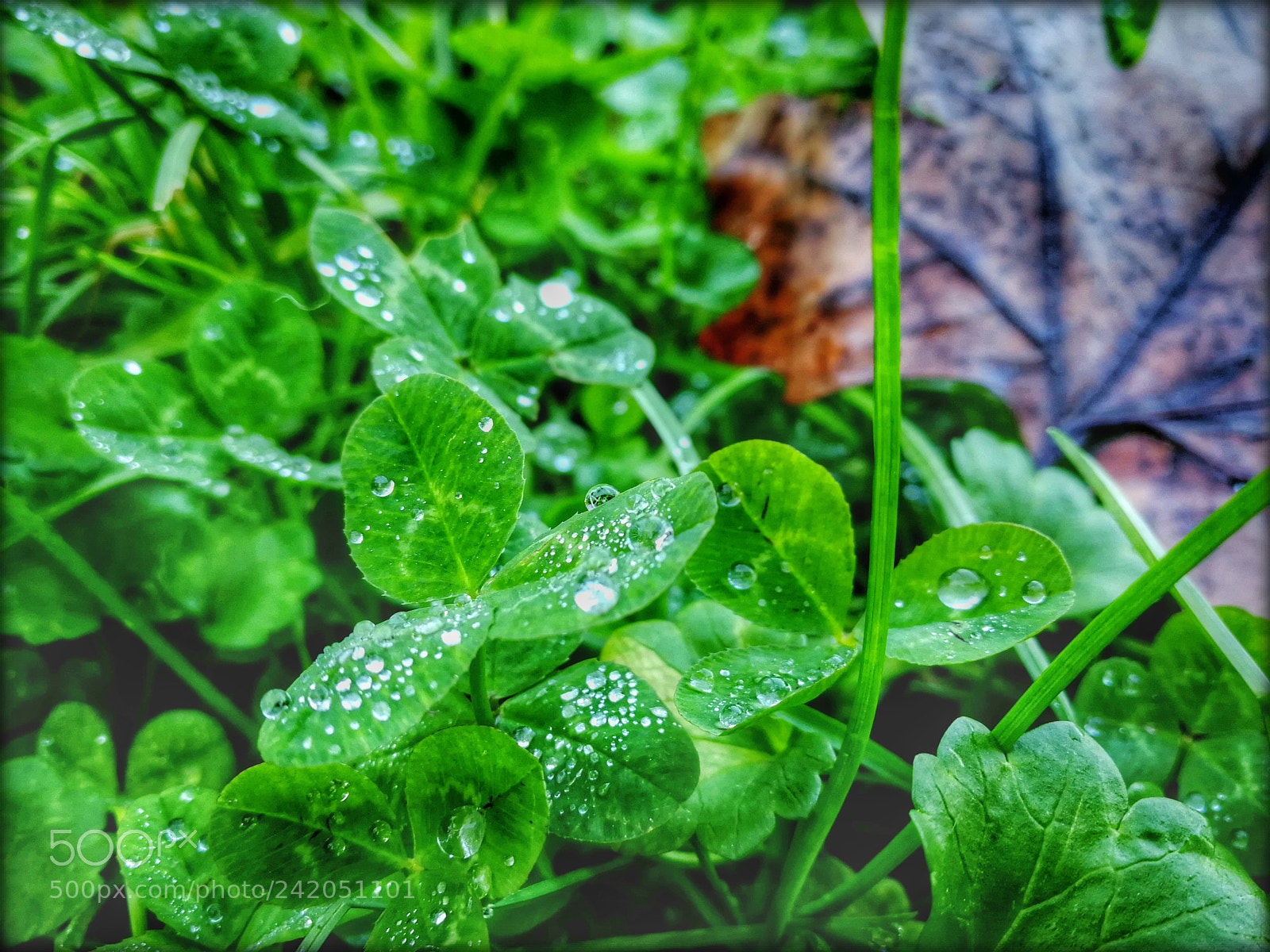 HUAWEI P10 sample photo. Untitled photography