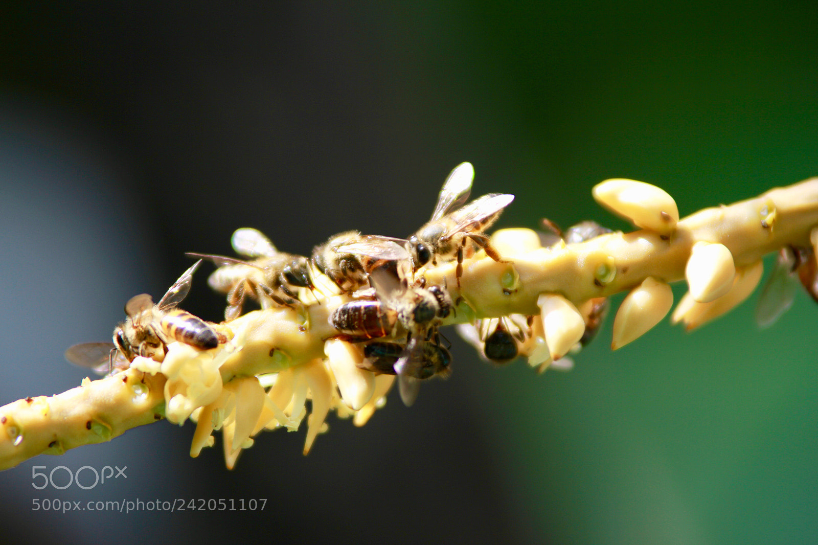 Canon EOS 60D sample photo. Bees photography