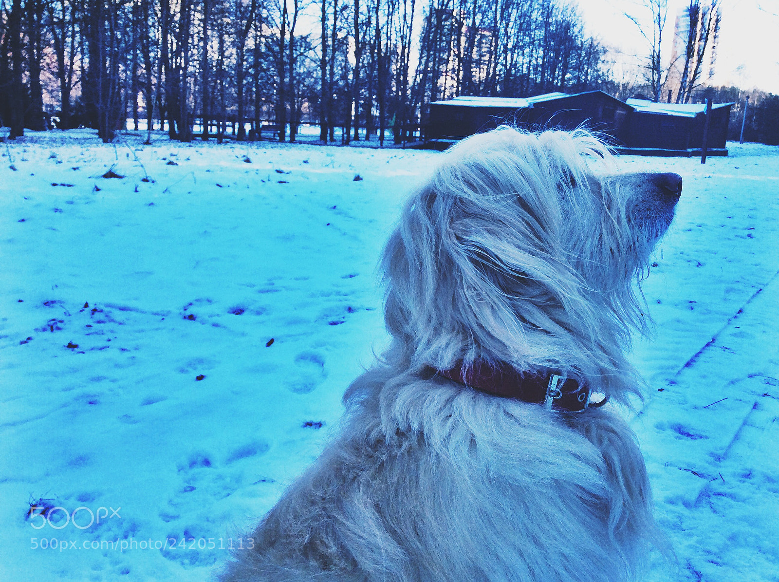 Apple iPad Air sample photo. Catalan shepherd photography