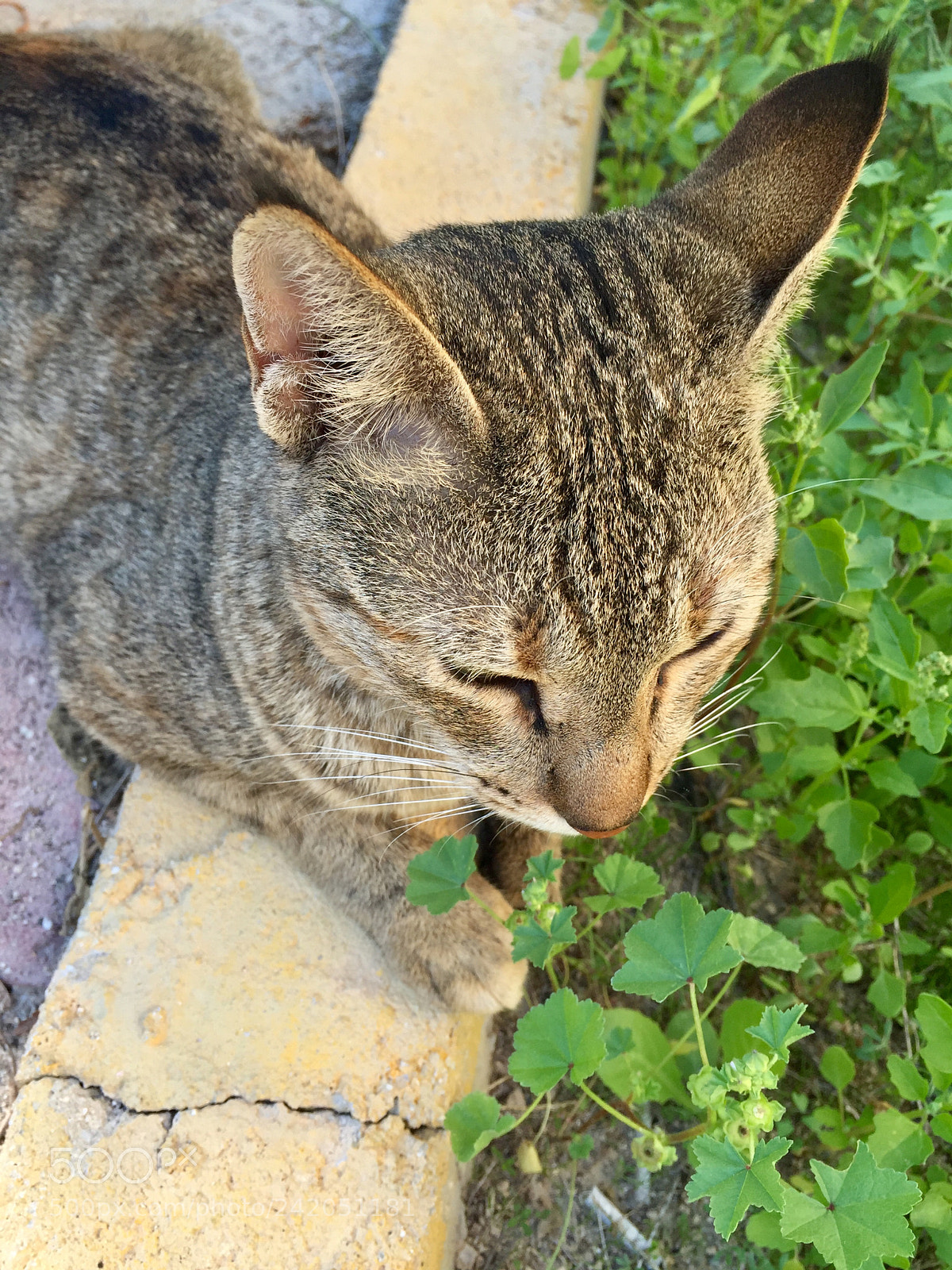 Apple iPhone 6 sample photo. Friend photography