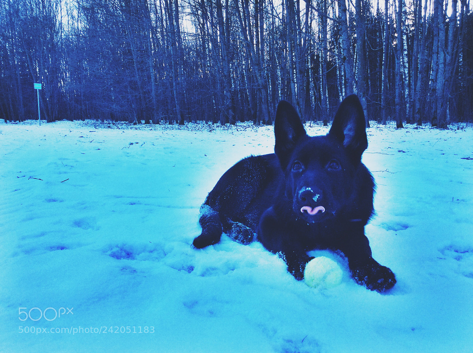 Apple iPad Air sample photo. German shepherd photography