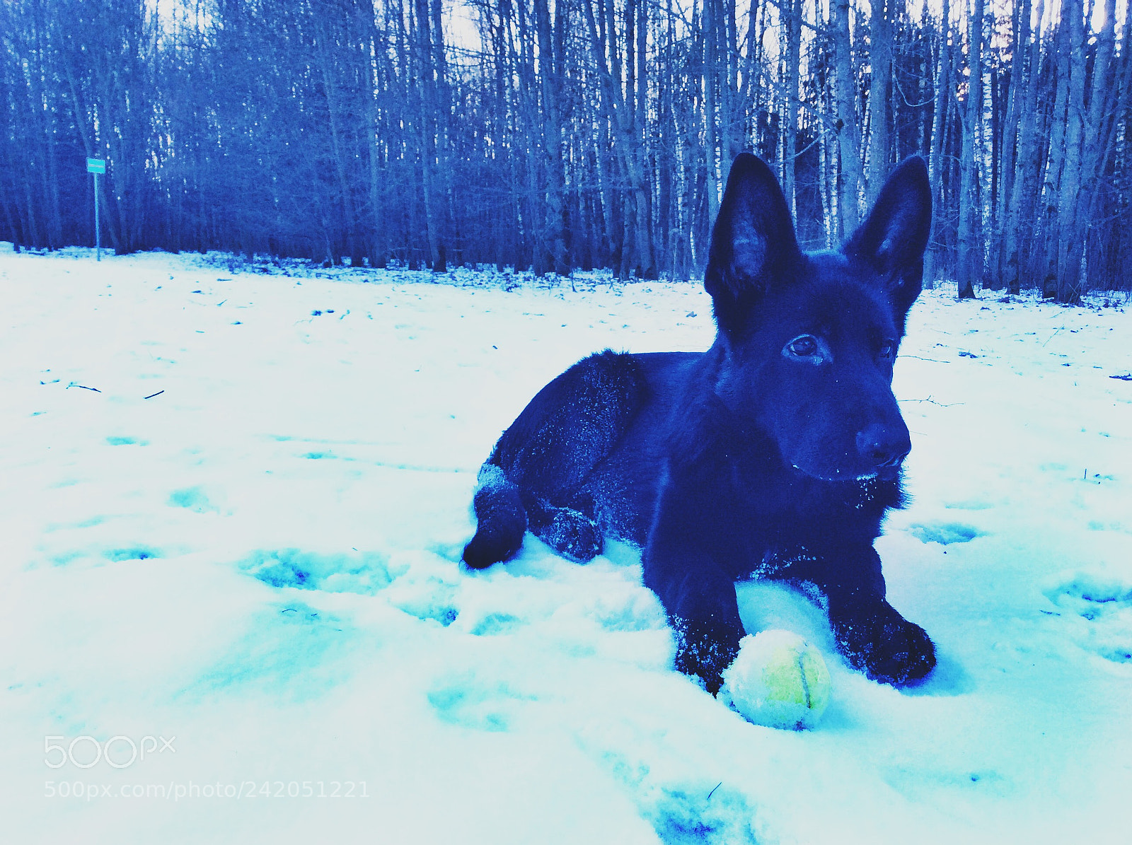 Apple iPad Air sample photo. German shepherd photography