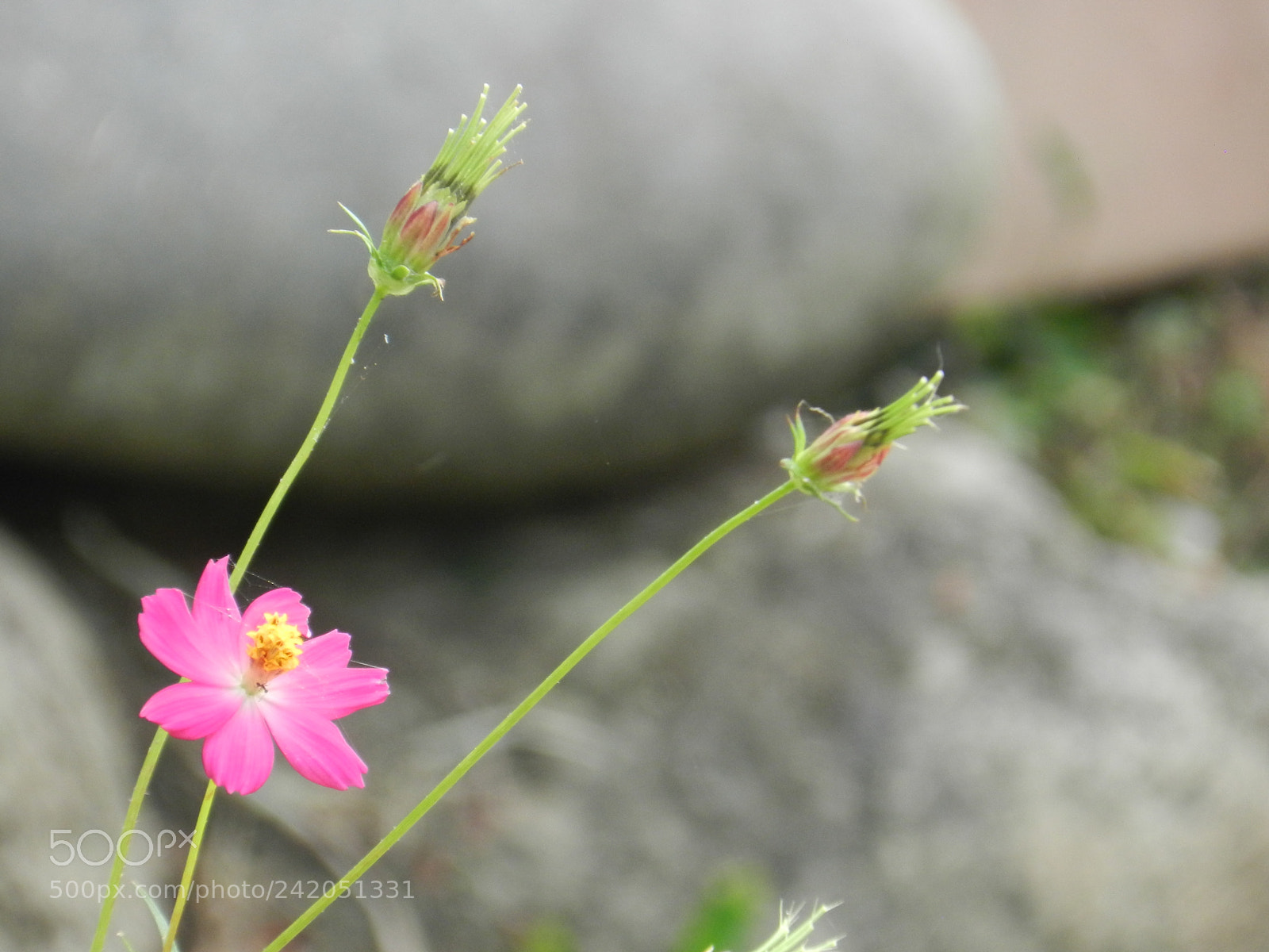 Nikon Coolpix P500 sample photo. Flower photography