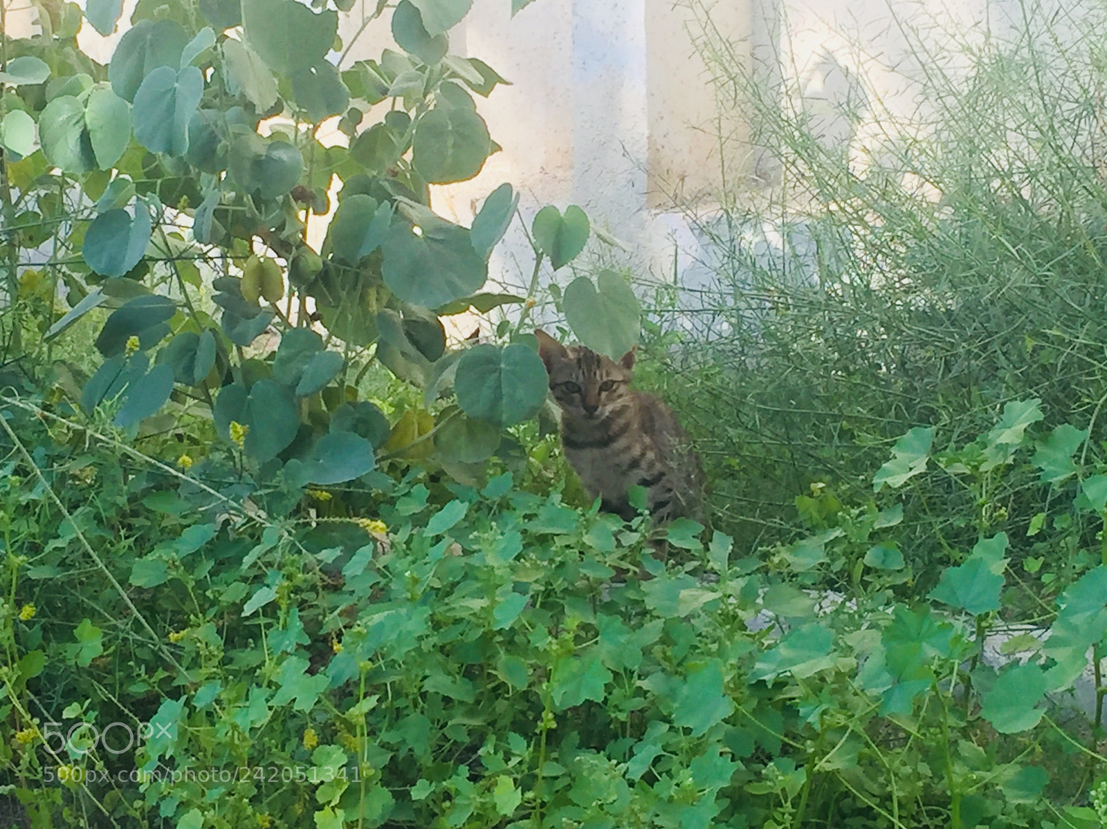 Apple iPhone 6 sample photo. Baby photography