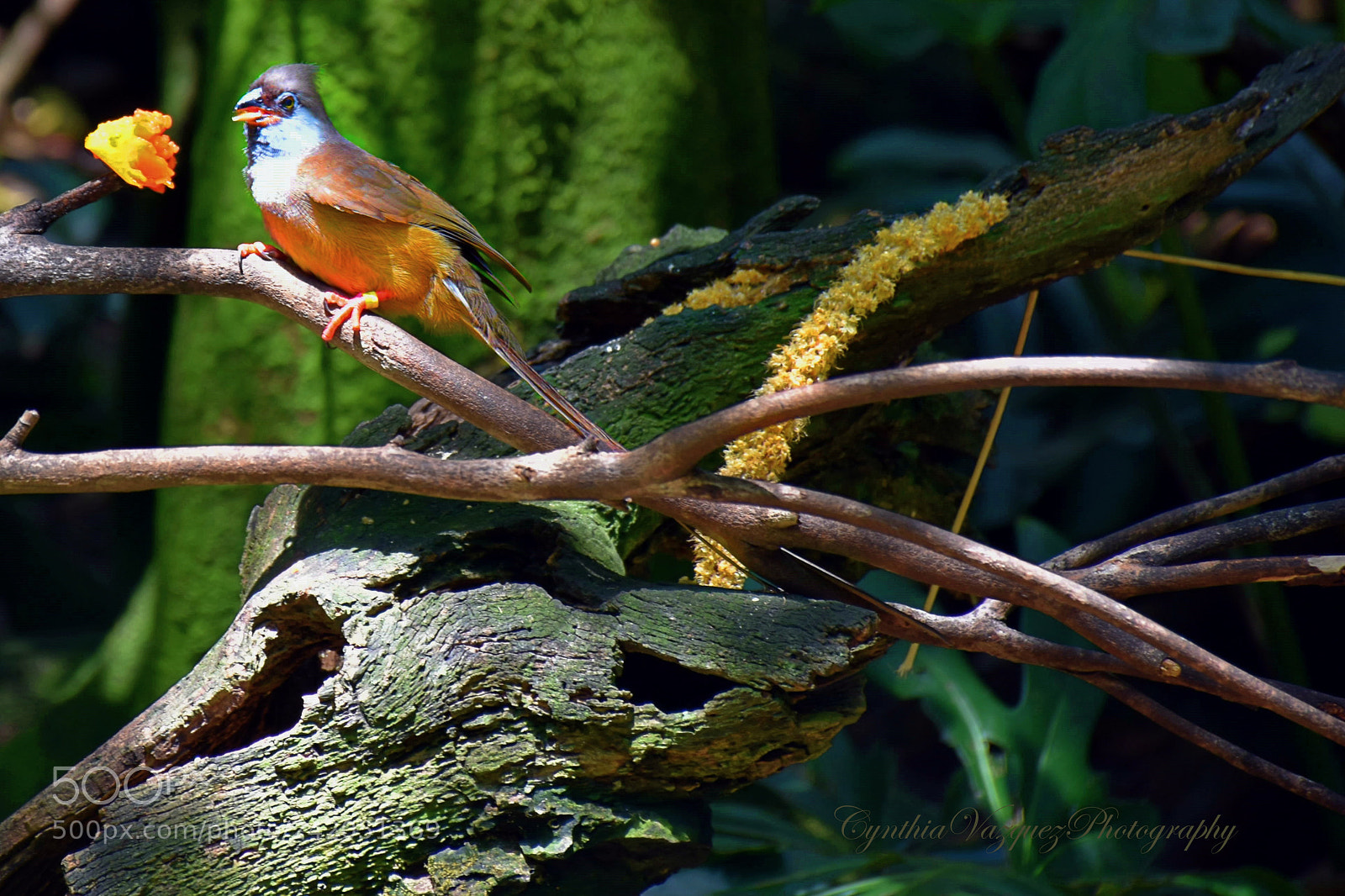 Nikon D7200 sample photo. Be bold. photography