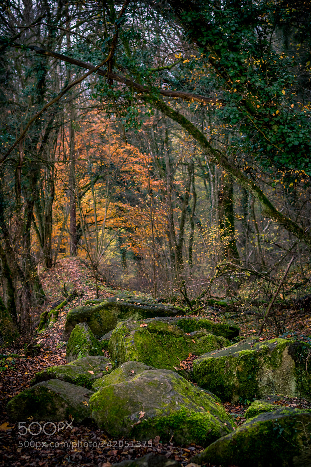 Nikon D5500 sample photo. Colours of nature photography