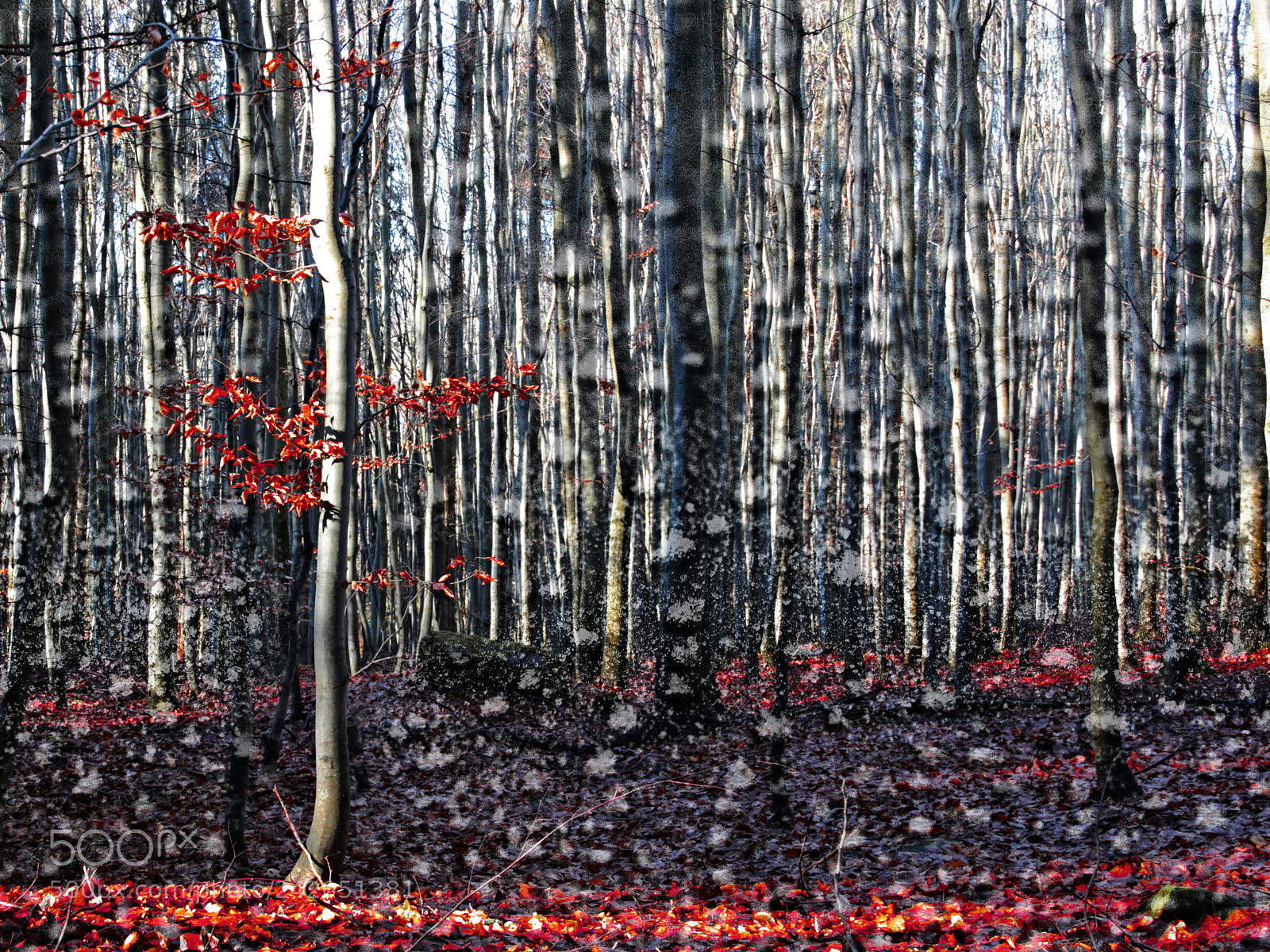 Canon EF-S 18-135mm F3.5-5.6 IS sample photo. In a beech forest photography