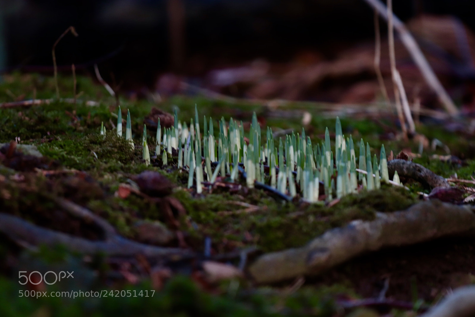Canon EOS 800D (EOS Rebel T7i / EOS Kiss X9i) sample photo. Snowdrops photography