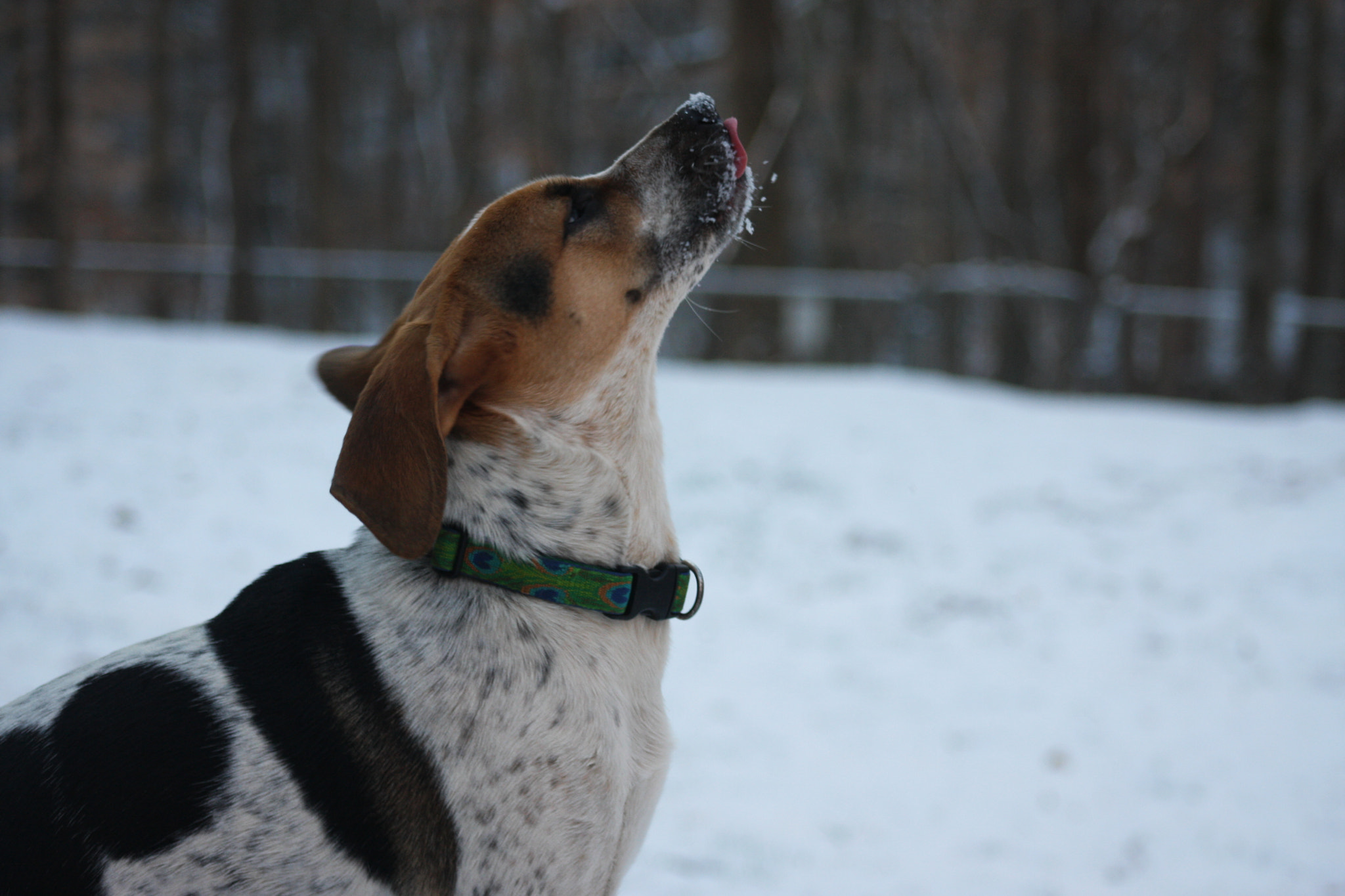 Canon EOS 40D + EF75-300mm f/4-5.6 sample photo. Catching snowflakes photography