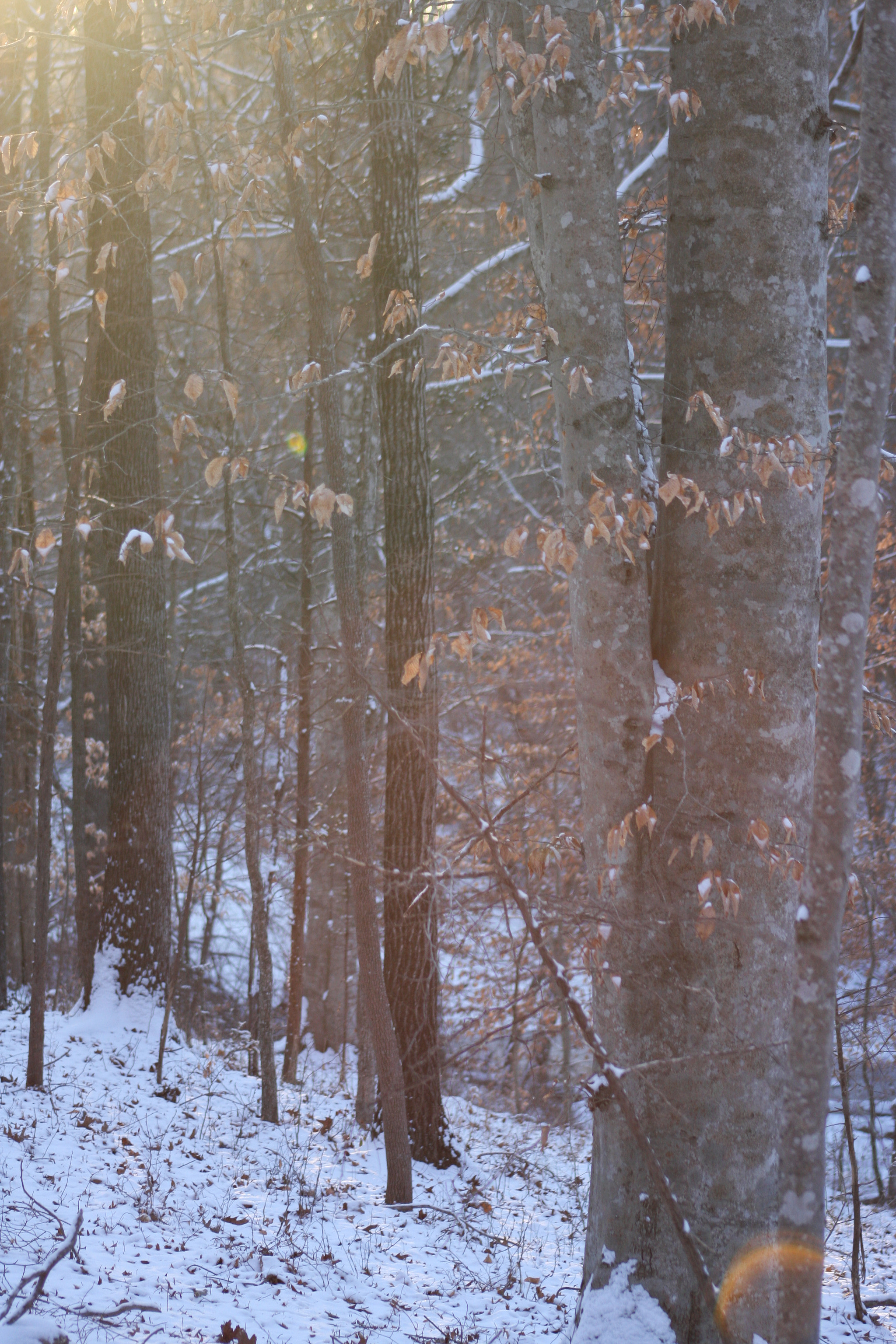 Canon EOS 40D + EF75-300mm f/4-5.6 sample photo. Sun in the woods photography