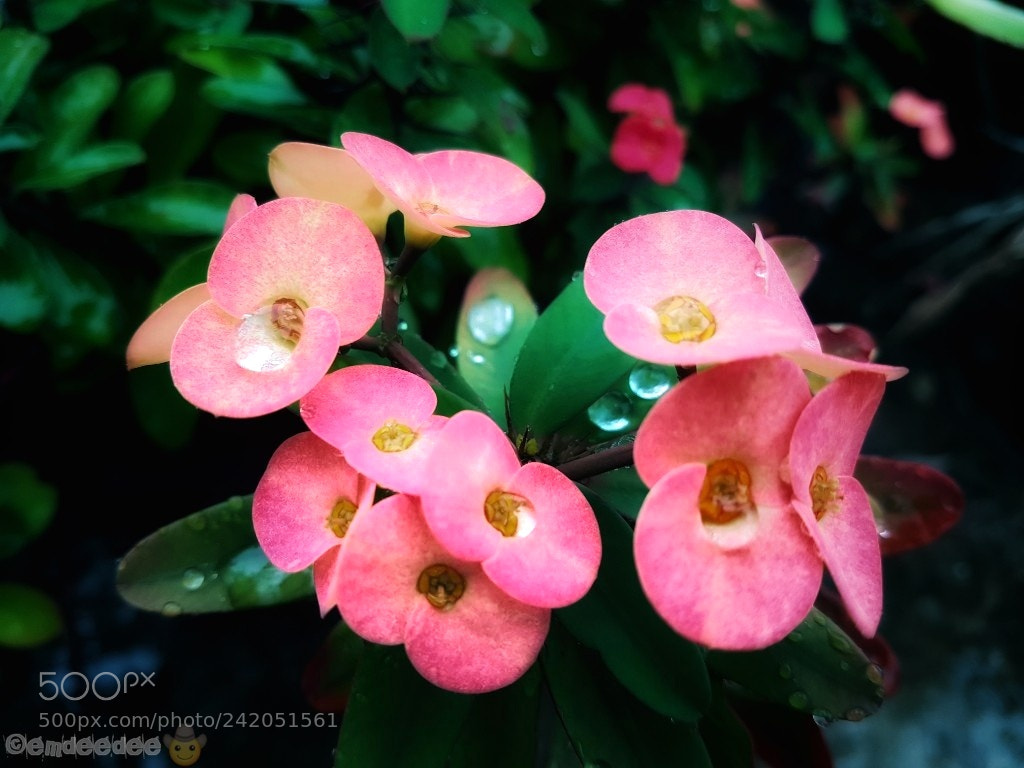 Samsung Galaxy S7 Edge sample photo. Untitled photography