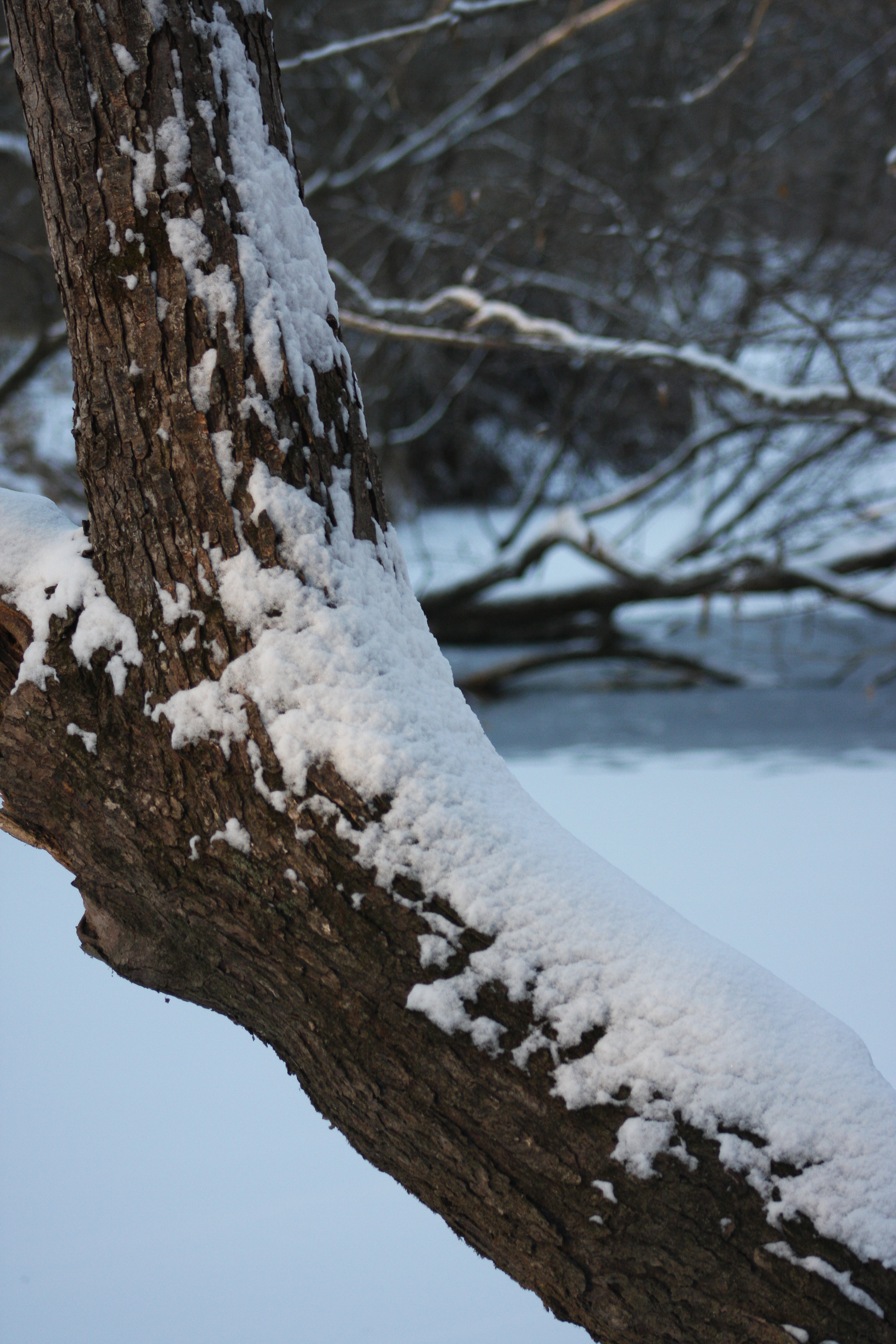 Canon EOS 40D + EF75-300mm f/4-5.6 sample photo. Snowfall on my tree photography