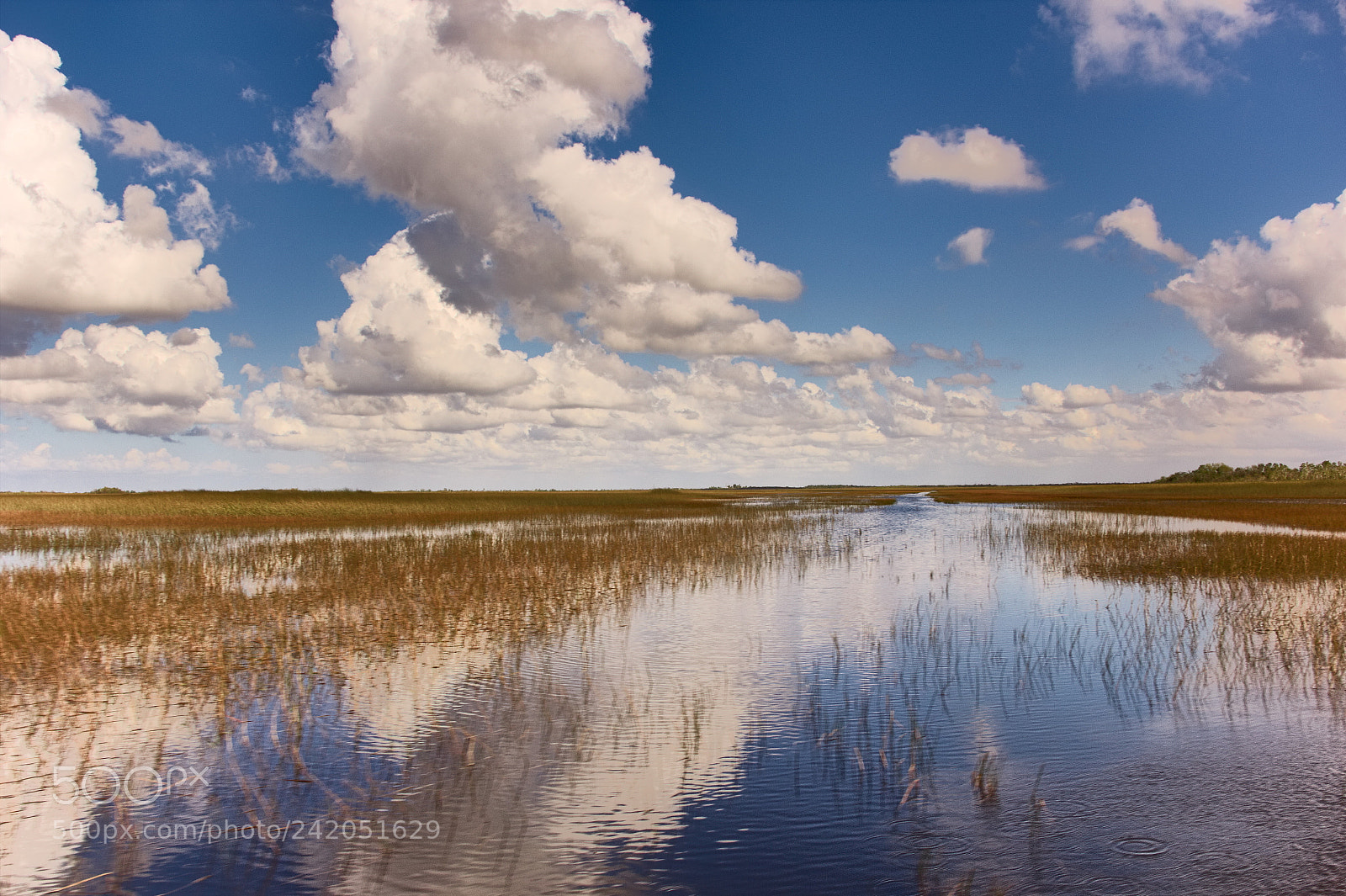 Canon EF-S 18-200mm F3.5-5.6 IS sample photo. The amazing everglades photography