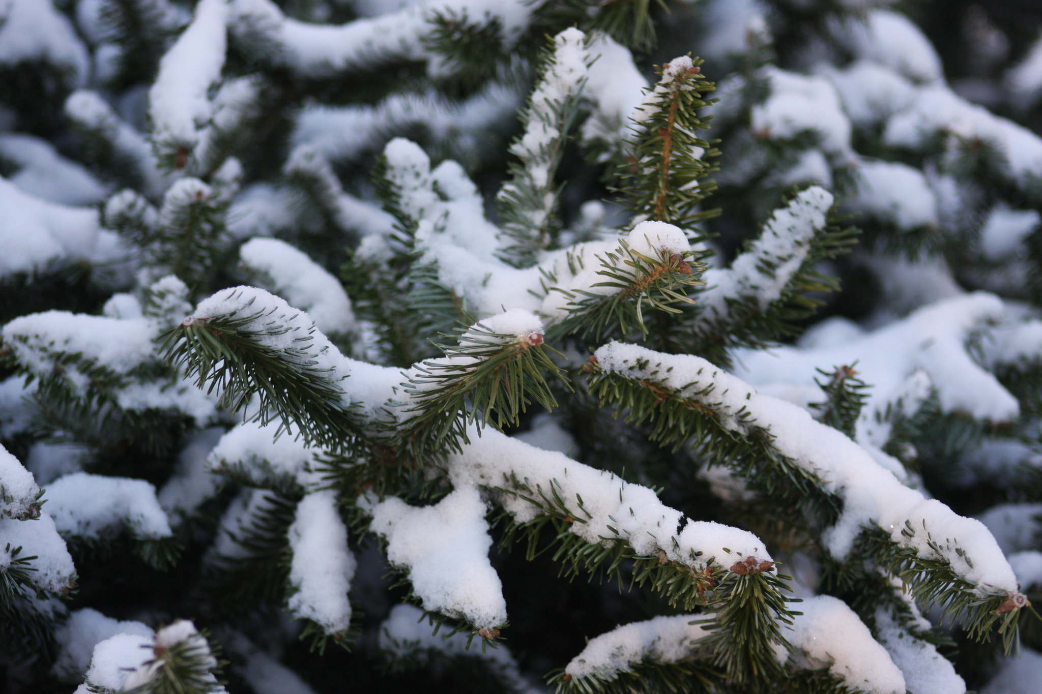 Canon EOS 40D + EF75-300mm f/4-5.6 sample photo. Snowflakes on a christmas tree photography