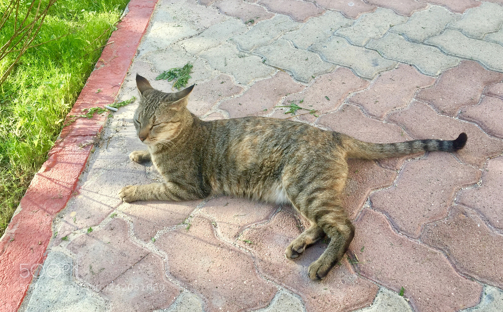Apple iPhone 6 sample photo. Sleepy photography