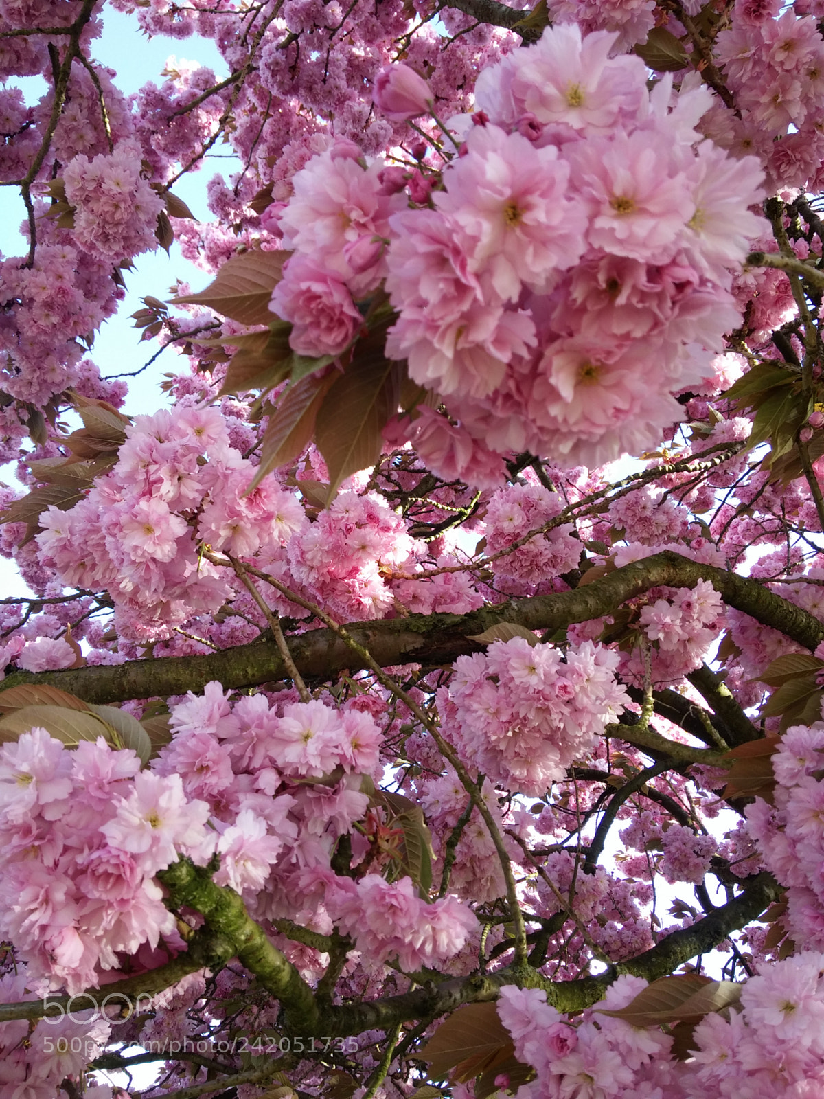 LG G3 sample photo. Cherry blossom photography