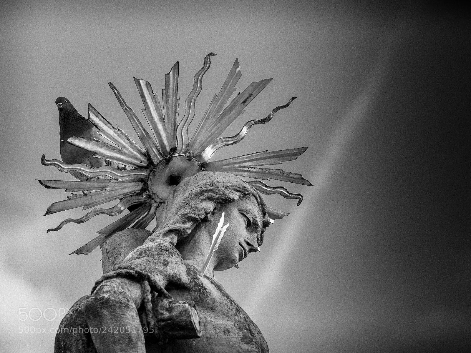Olympus OM-D E-M1 Mark II sample photo. Pigeon and halo photography