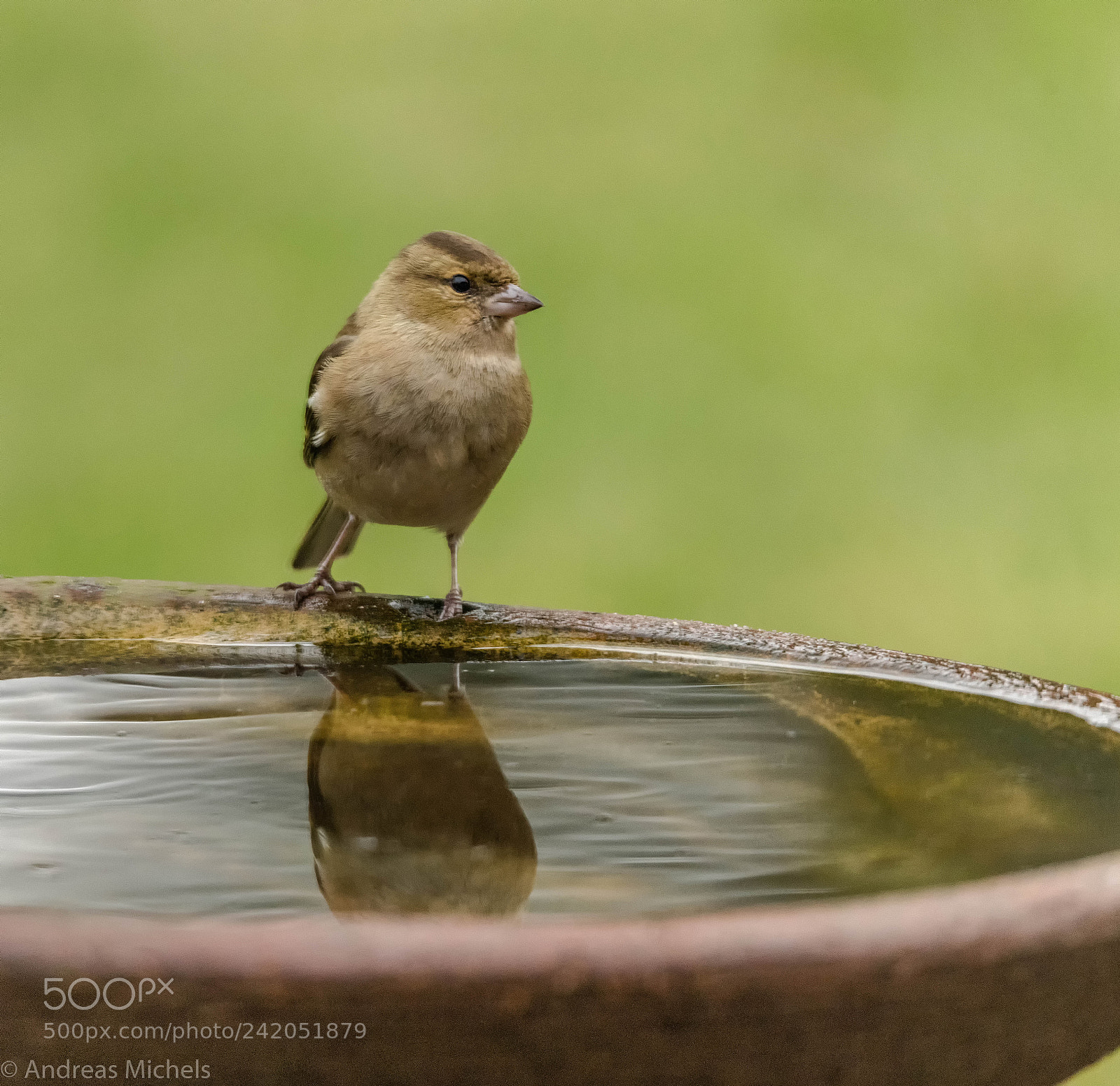 Nikon D850 sample photo. Green finch. photography