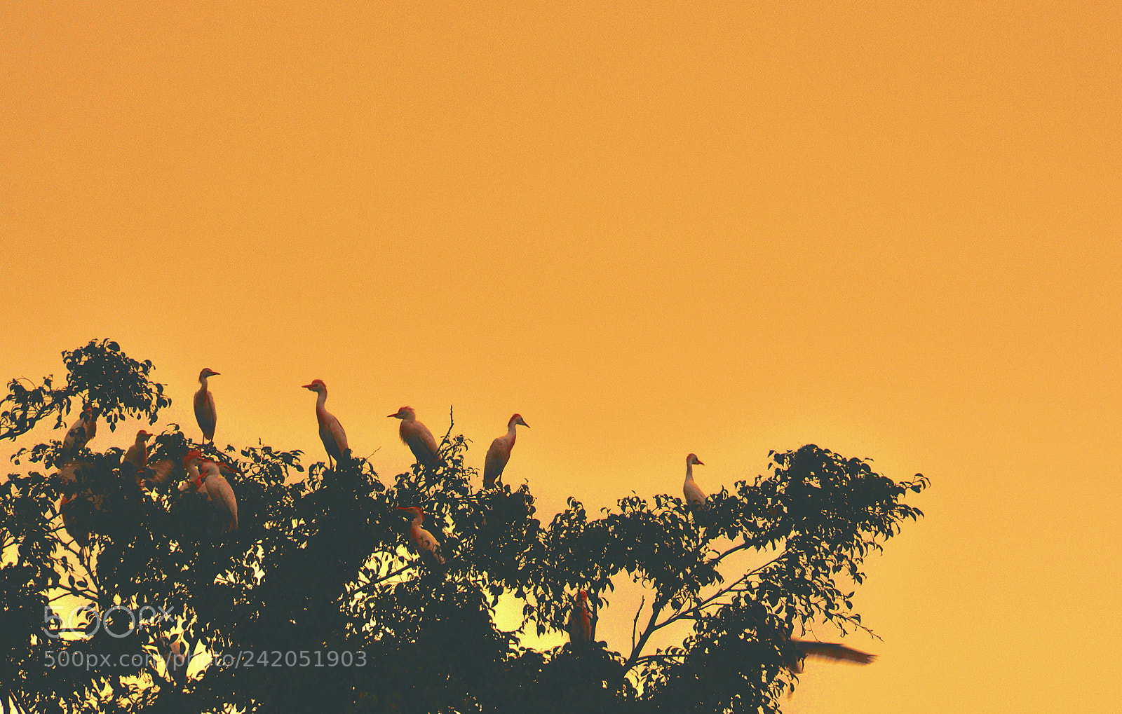 Nikon D90 sample photo. Birdies photography