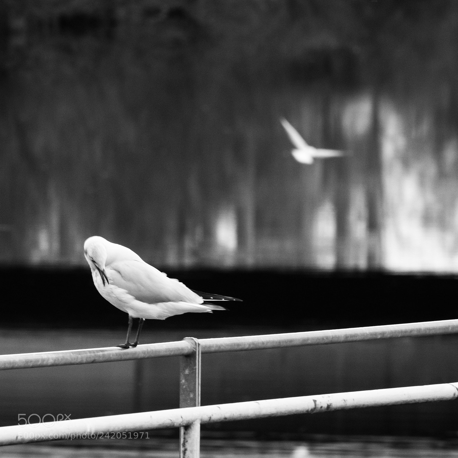 Pentax K-1 sample photo. Avant l'envol photography