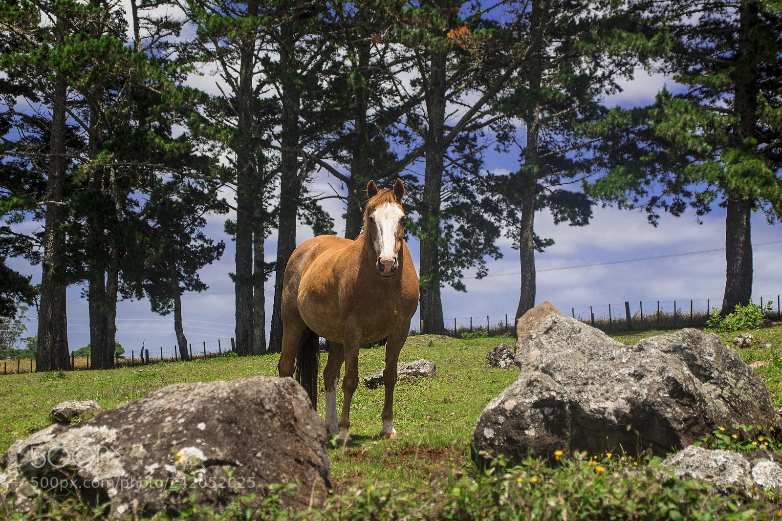 Canon EOS 1300D (EOS Rebel T6 / EOS Kiss X80) sample photo. New zealand horse photography
