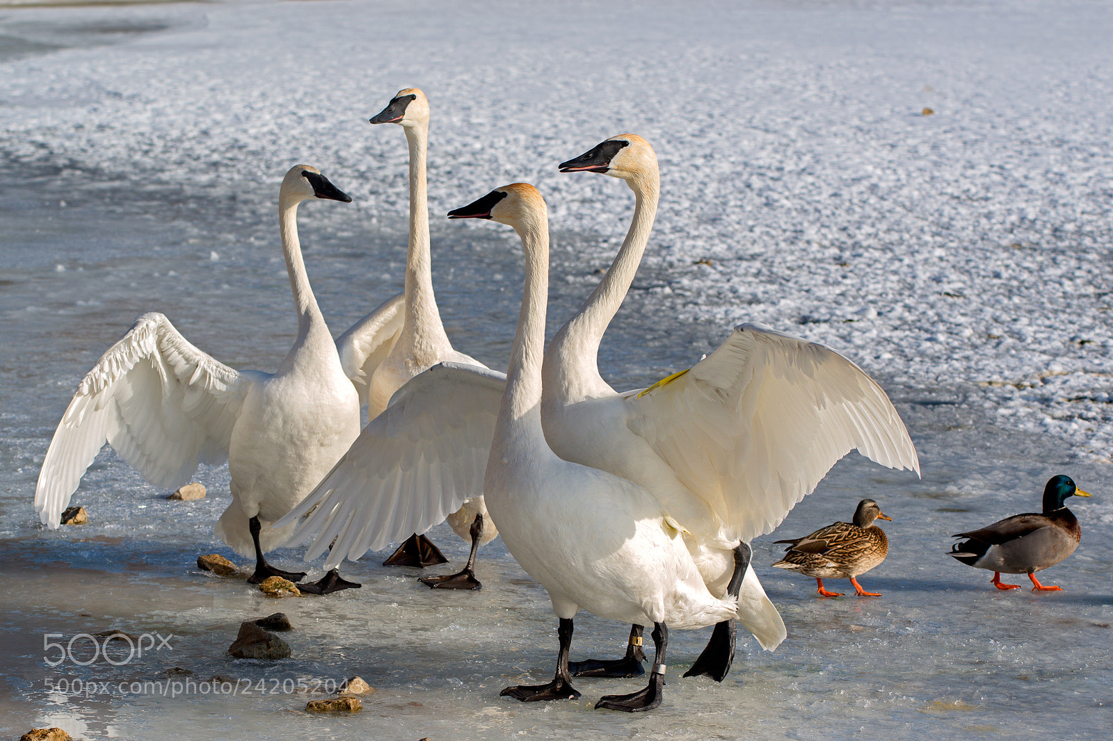 Nikon D800 sample photo. Trumpeter swans displaying photography