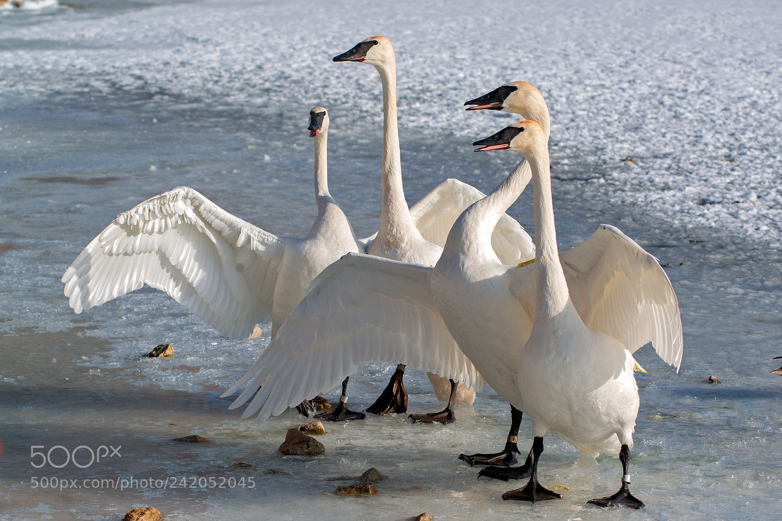 Nikon D800 sample photo. Trumpeter swans displaying photography